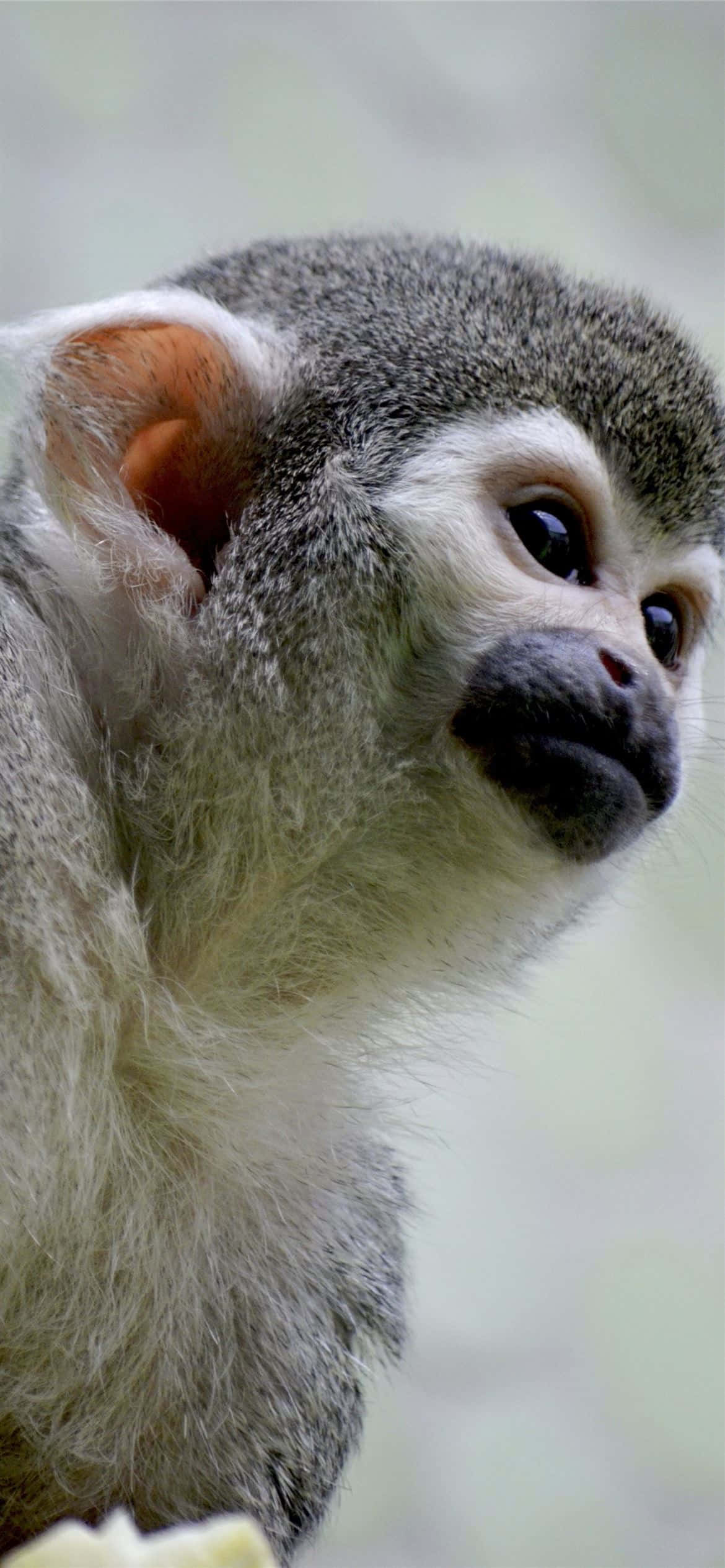 Android Gibbon sa Isang Lilang Background Wallpaper