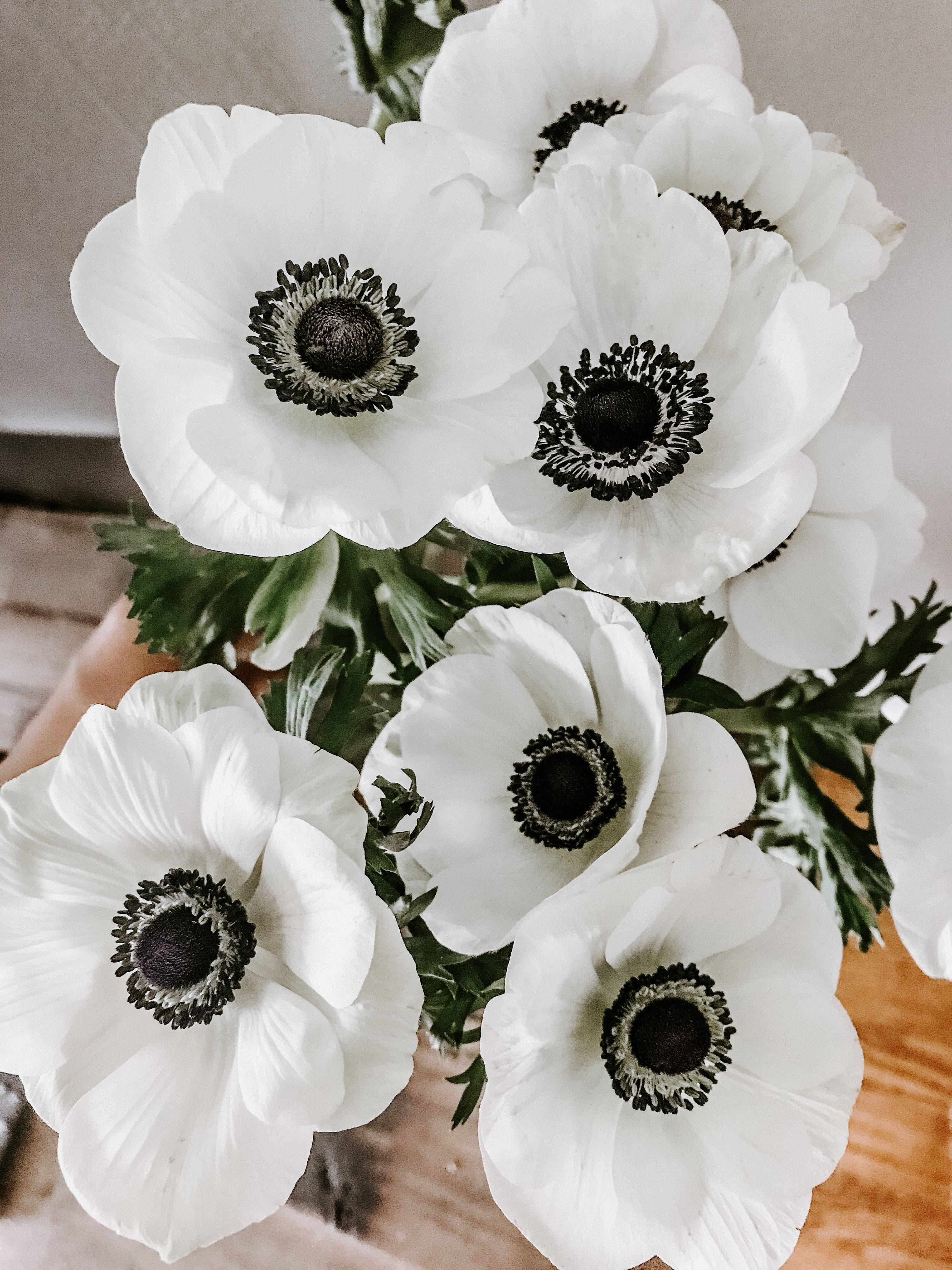 Anemone Blossom sa Buong Pamumulak Wallpaper