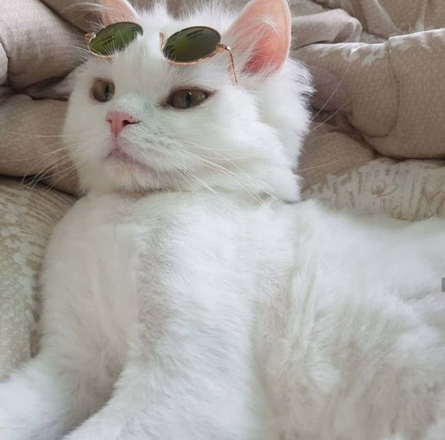 Ang Aesthetic na Pusang Ito ay Tahimik na Nakaupo sa Hardin ng mga Ligaw na Bulaklak Wallpaper