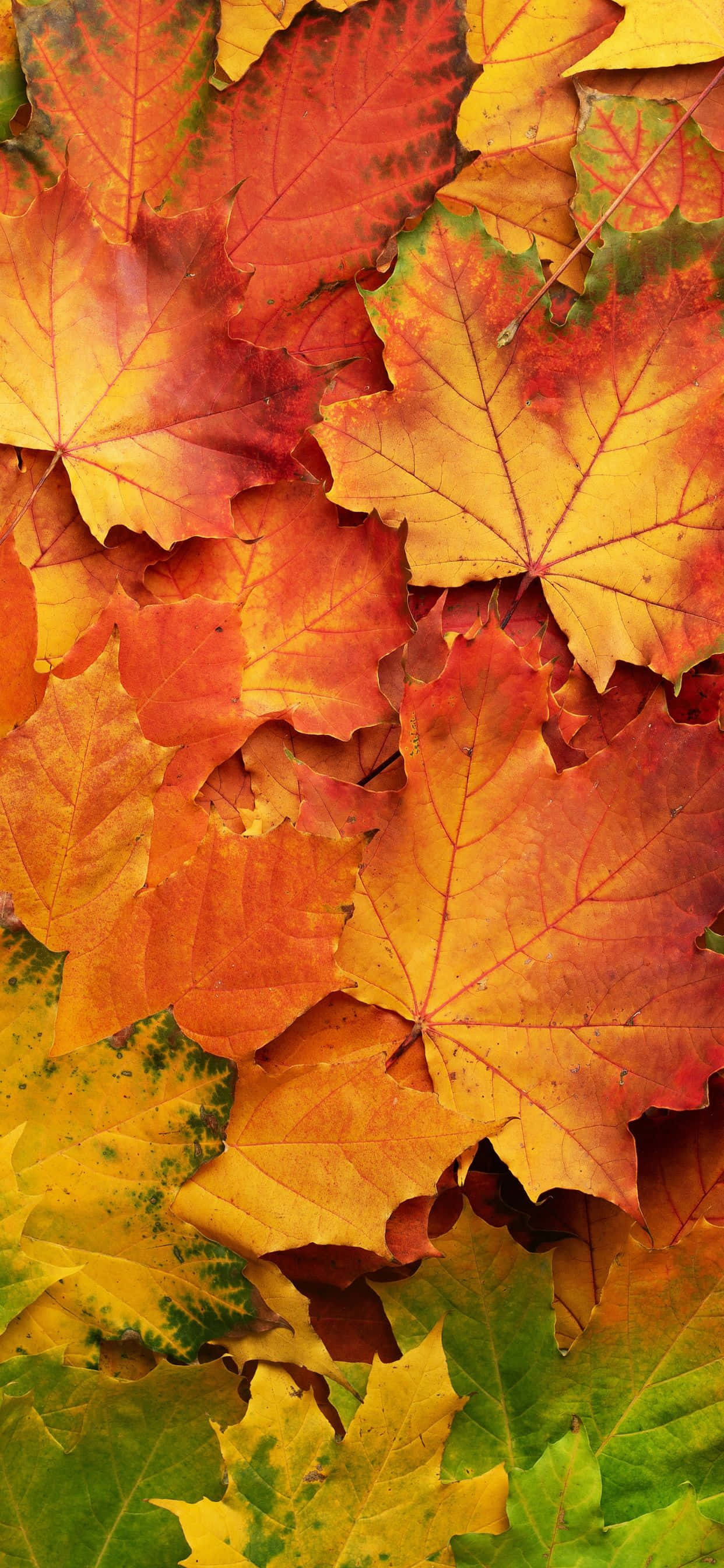Ang Autumn Scene Sa iPhone XS Max Ay Magtatanggal ng Iyong Hininga Wallpaper