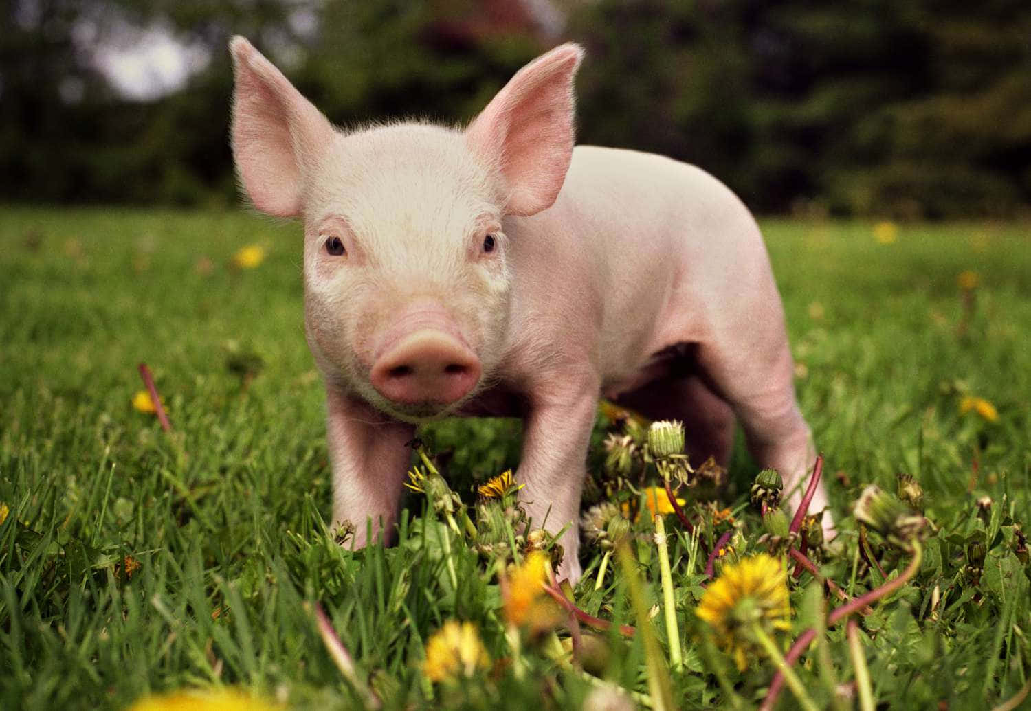 "Ang cute-cute ng baby pig na ito!" Wallpaper