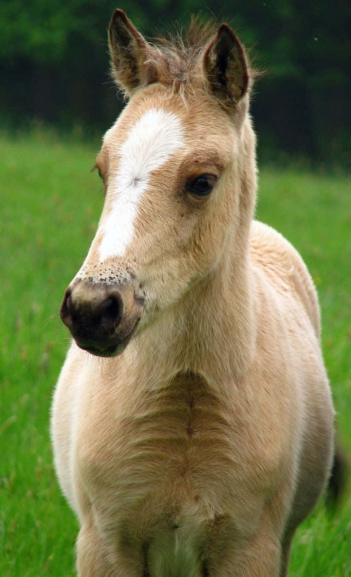 Ang Cute na Kabayo ay Handa nang Isama Ka sa Isang Pakikipagsapalaran Wallpaper