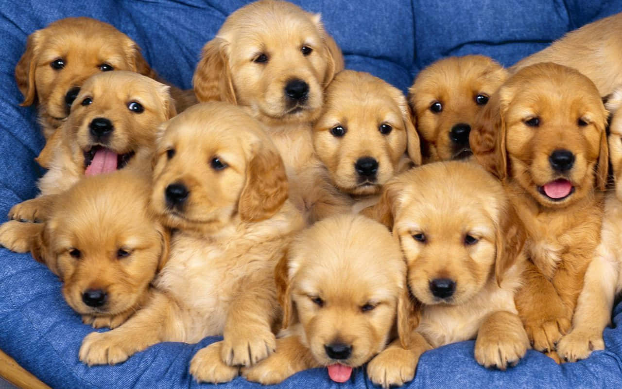 Ang cute na tuta ay handang gawing mas maliwan ang iyong araw. Wallpaper
