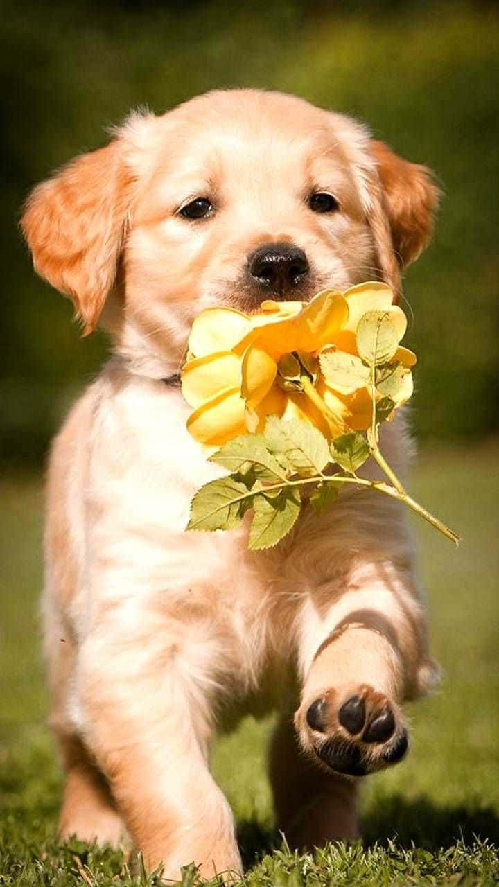 Ang Cute na Tuta Wallpaper