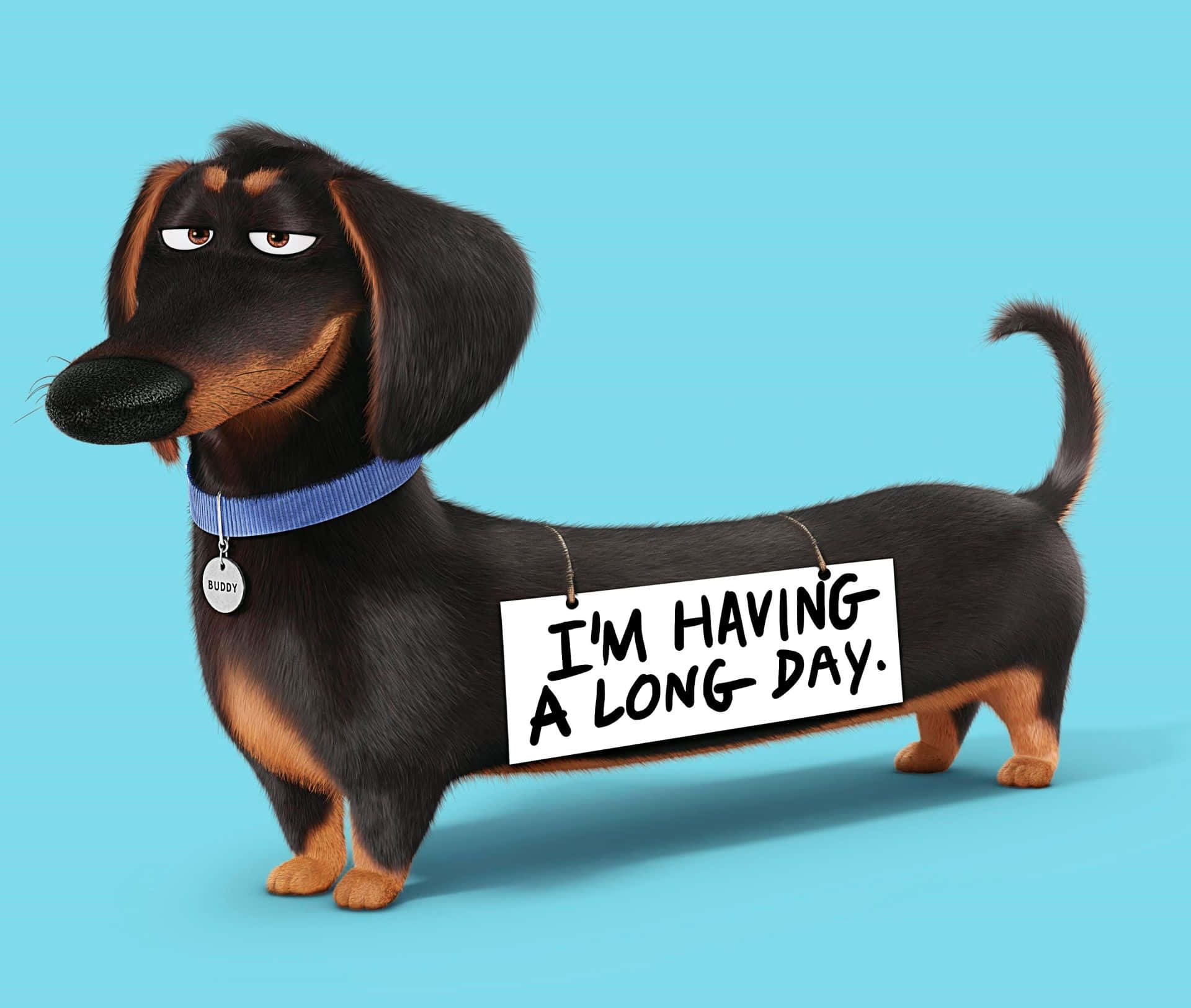 Ang cute na tutang dachshund ay magpapasaya ng iyong araw! Wallpaper