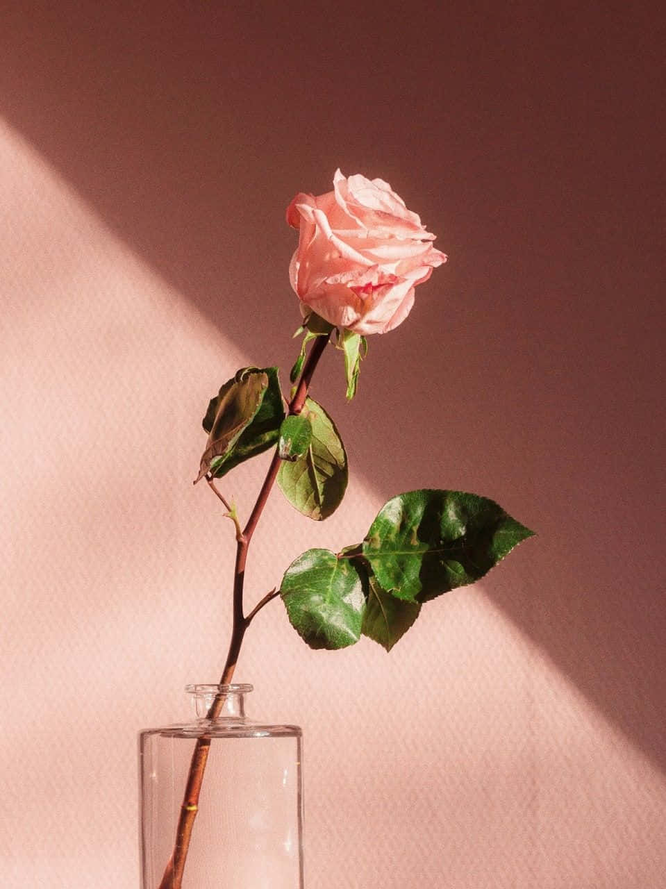 Ang Ganda ng Aesthetic na Bulaklak Wallpaper