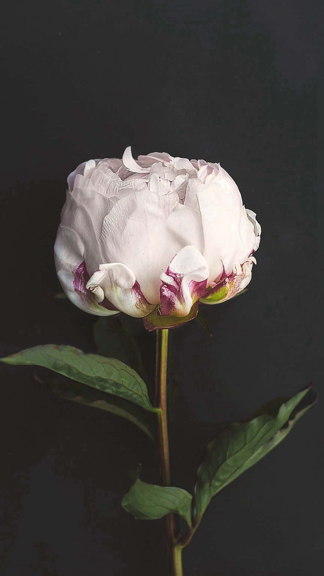 Ang ganda ng asul na mga bulaklak na nagpapakita ng likas na kagandahan ng tagsibol Wallpaper