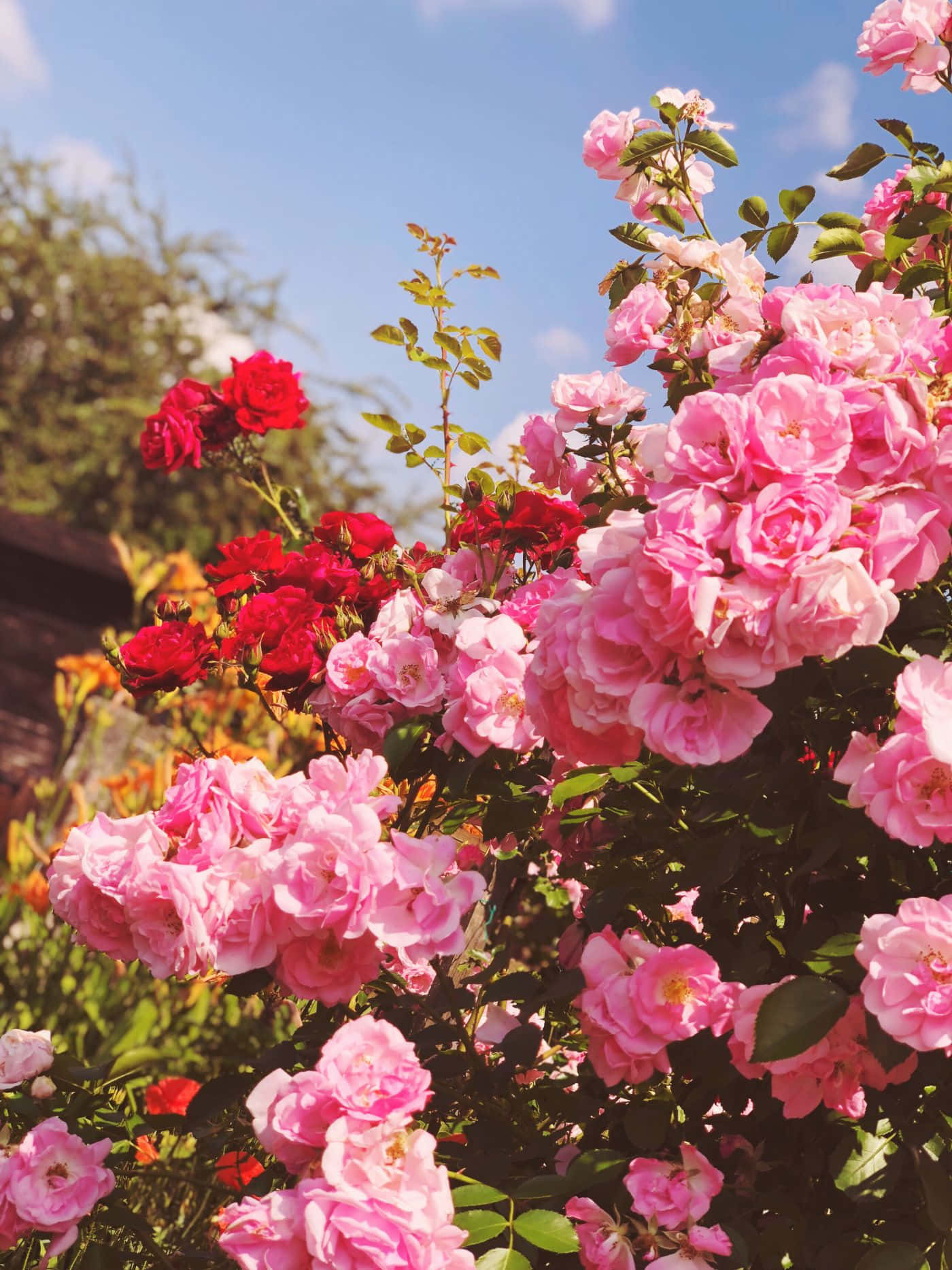 Ang Ganda ng Kalikasan - Aesthetic na Bulaklak Wallpaper