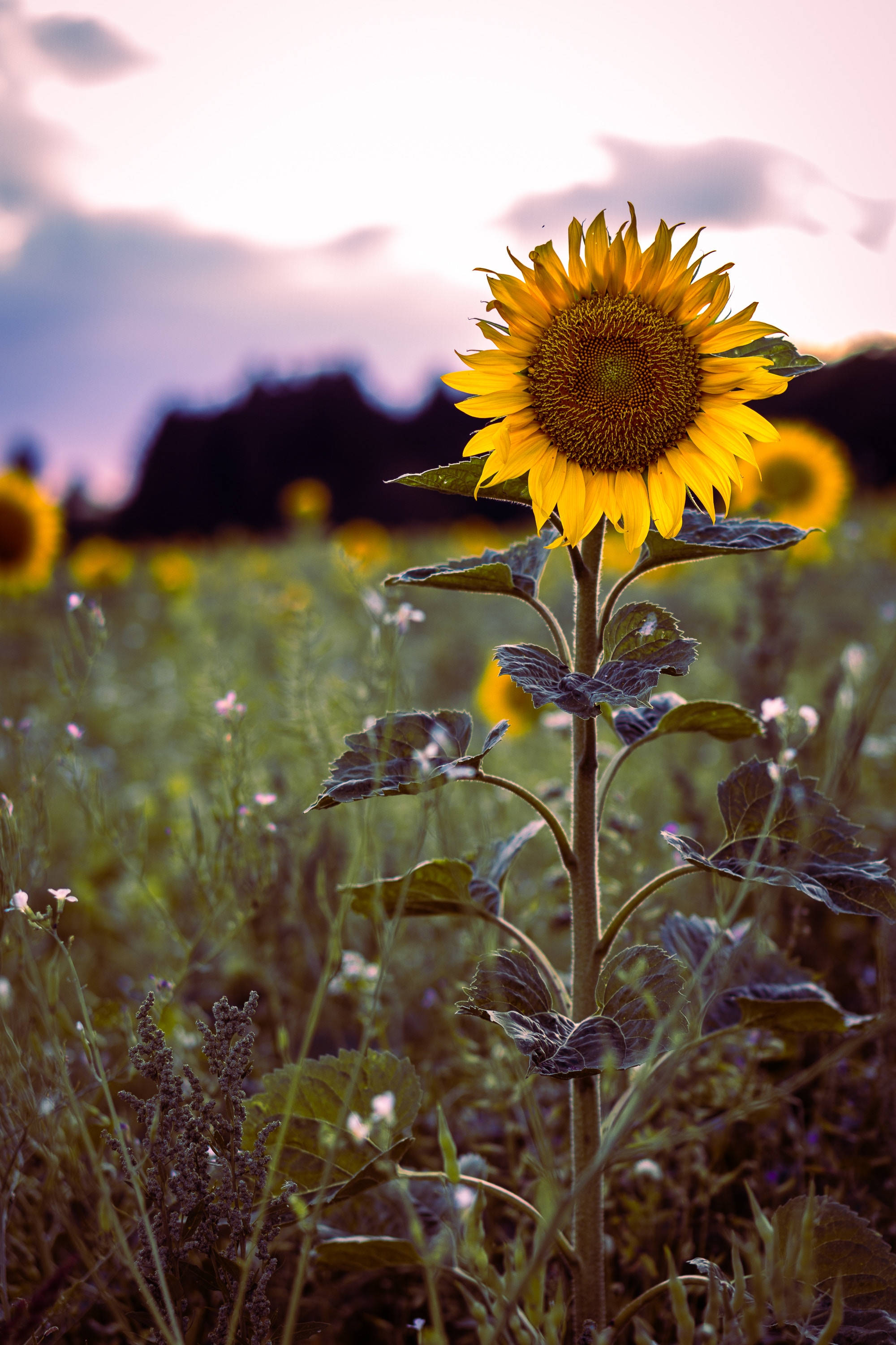 Ang Ganda ng Kalikasan: Vintage Sunflower sa Isang Bukirin Wallpaper
