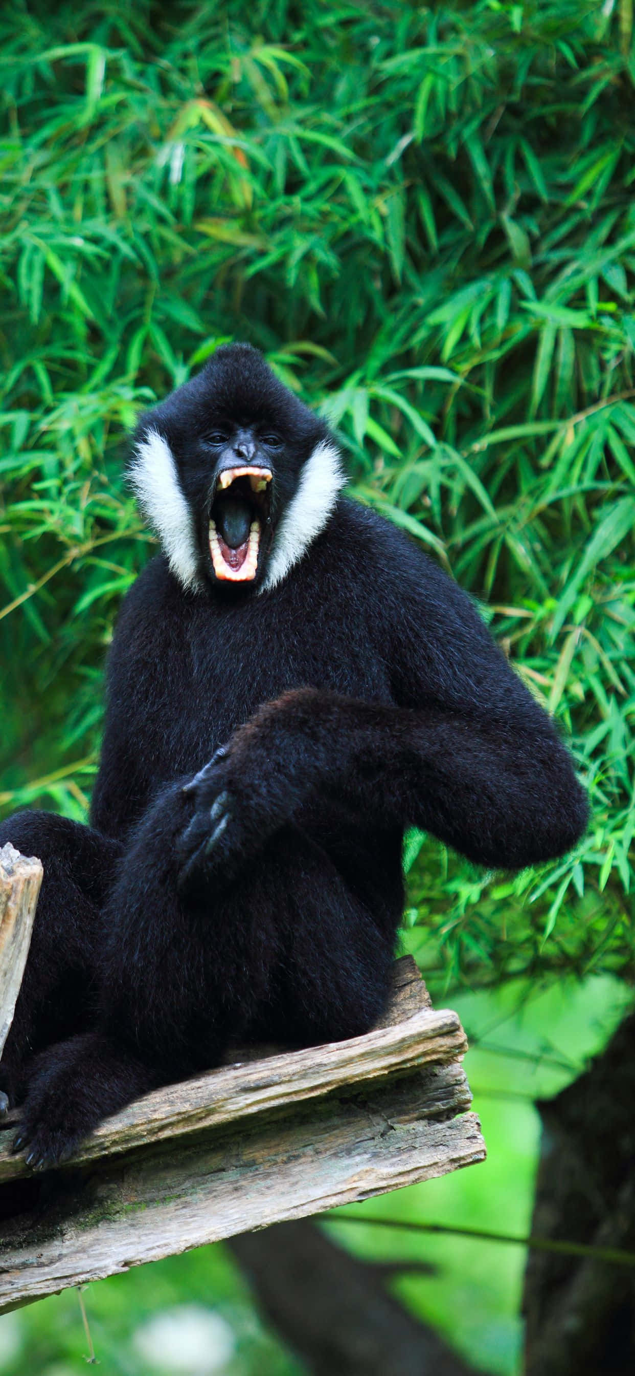 Ang iPhone Xs Max Gibbon - Isang Device na May Estilo at Sustansiya Wallpaper
