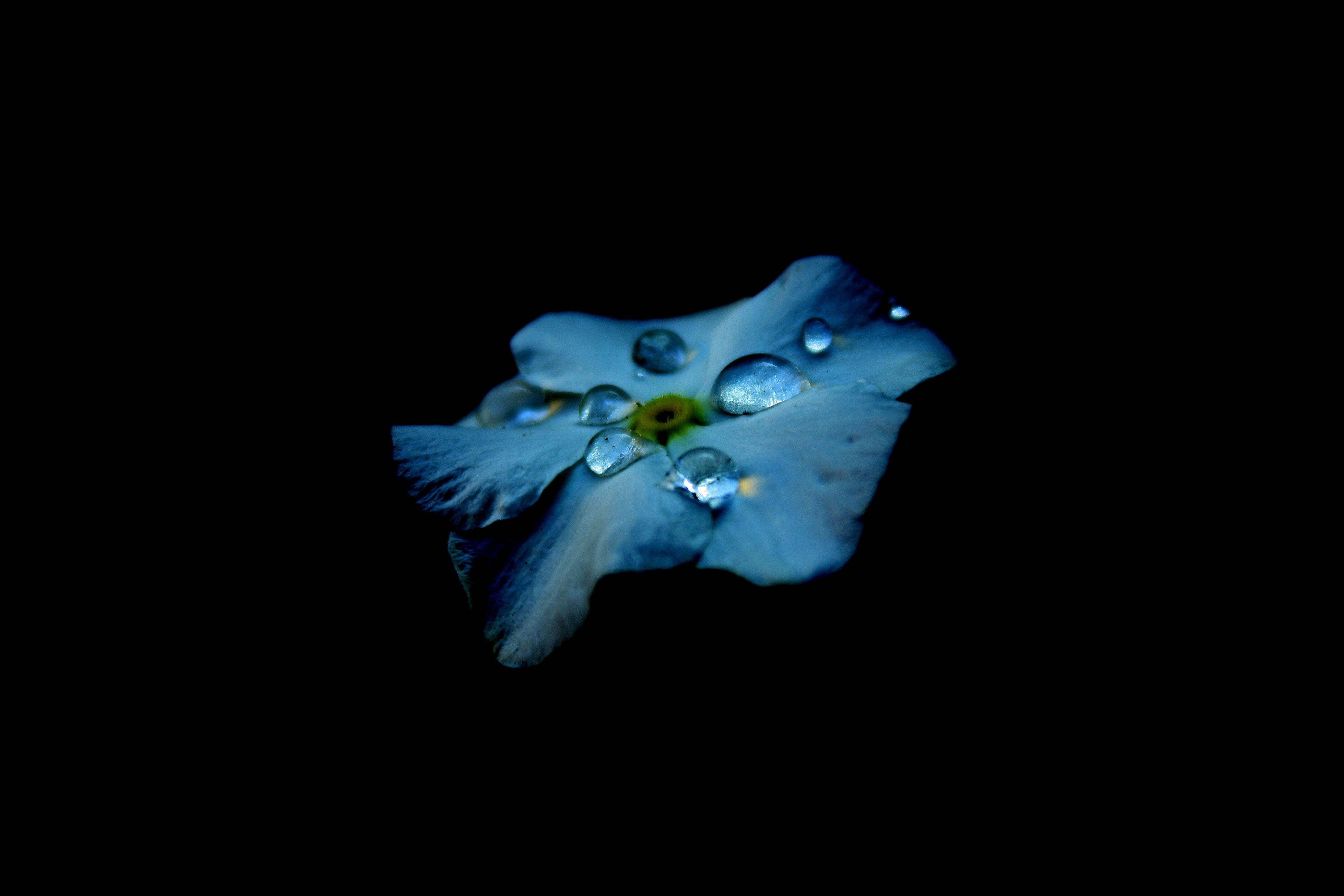 Ang Kagandahan ng Buhay na Inihayag sa Pamamagitan ng AMOLED Blue Flower Droplets Wallpaper
