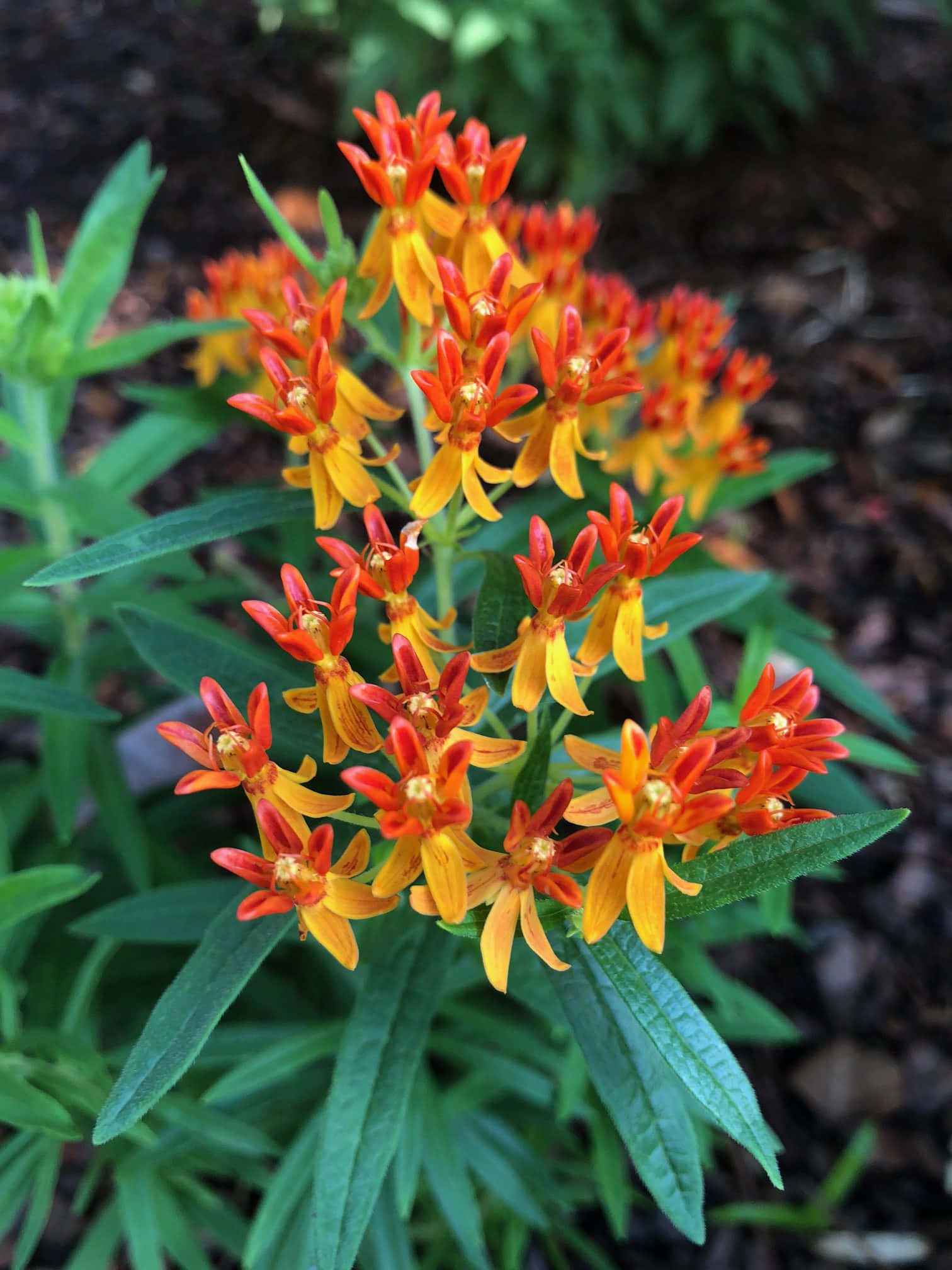 Ang Kagandahan ng Butterfly Weed Wallpaper