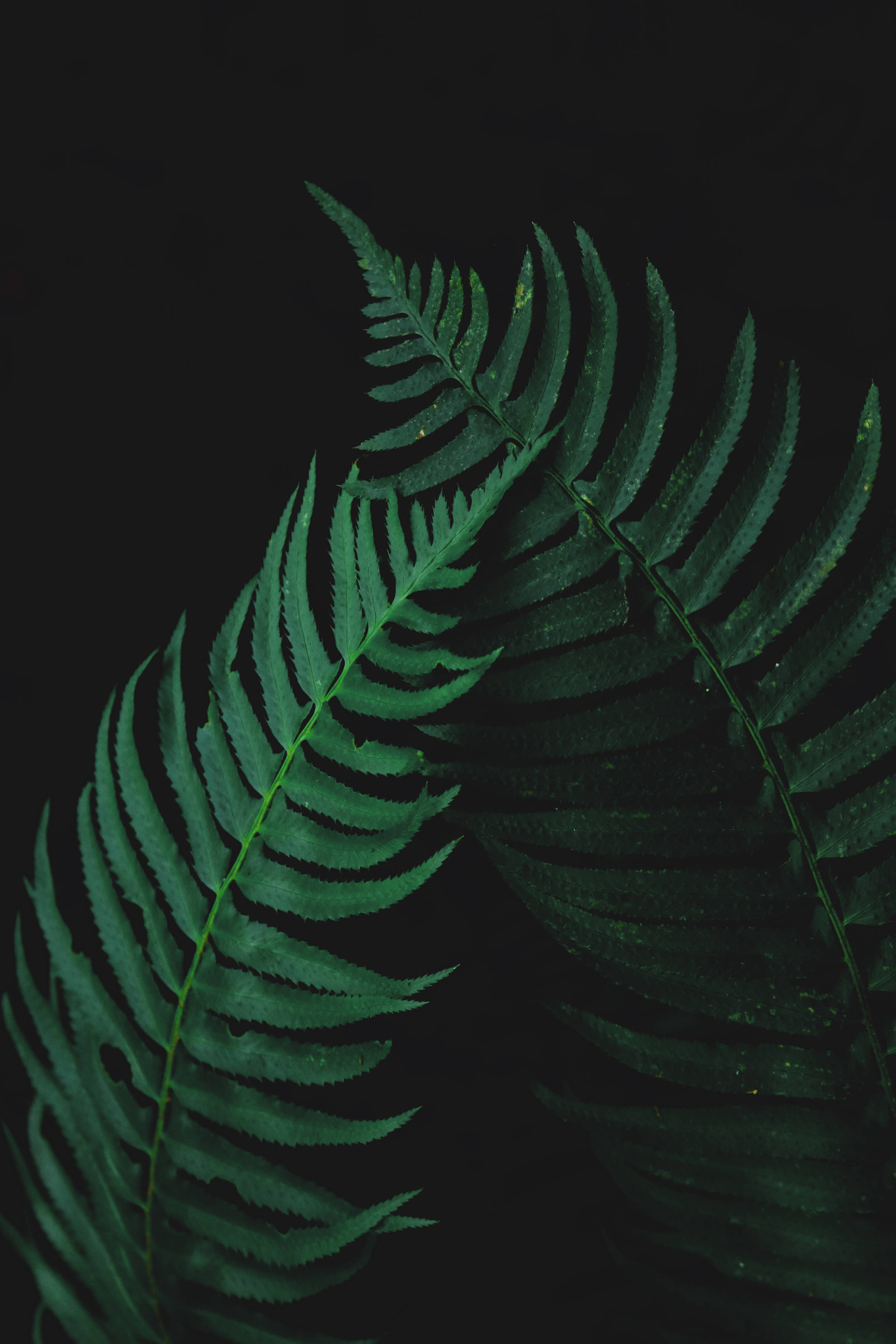 Ang kagandahan ng kalikasan ay pinatingkad sa mga masiglang mga dahon ng pako. Wallpaper