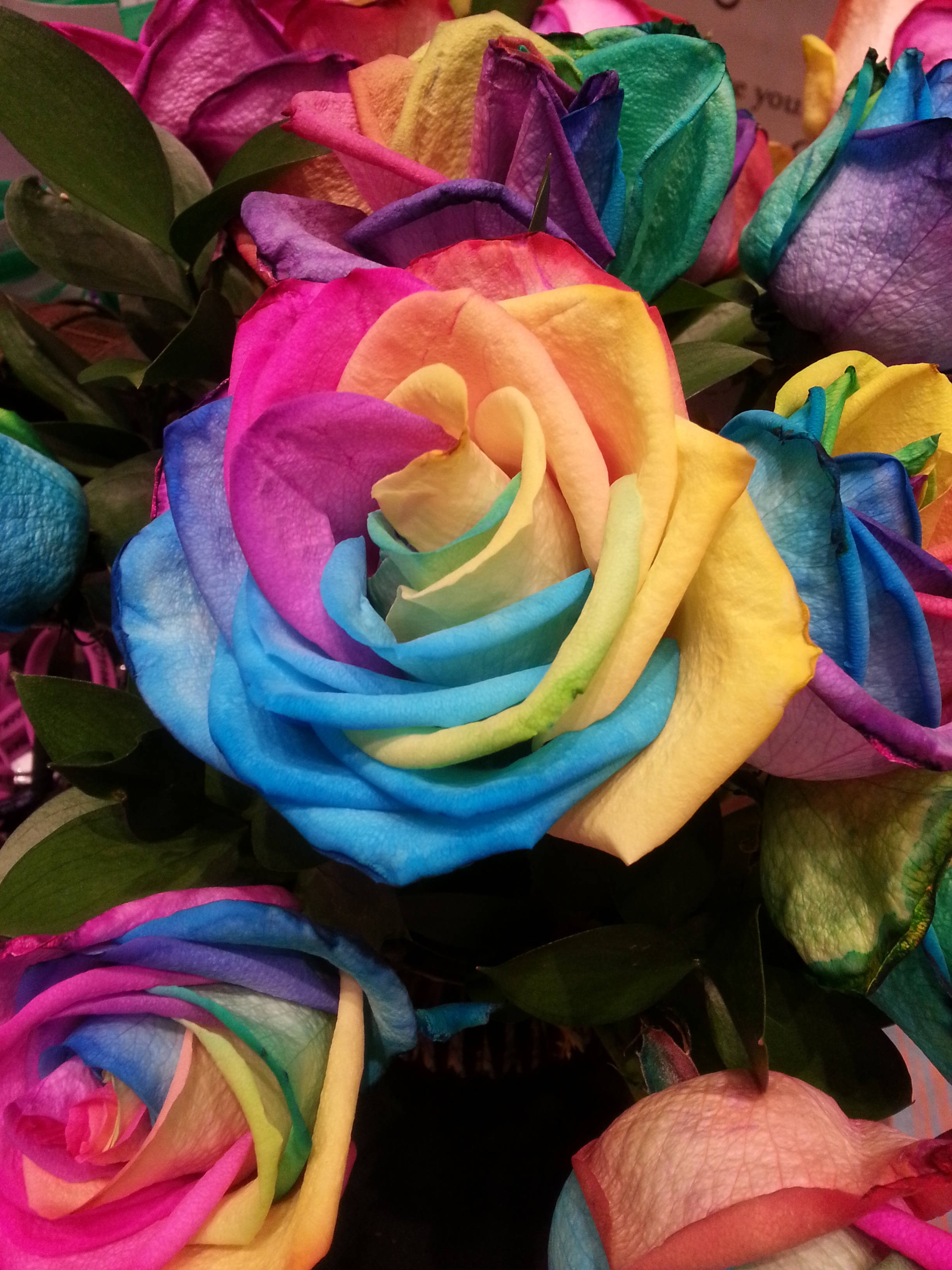 Ang Kagandahan ng Rosas sa Pamamagitan ng mga Kulay ng Bahaghari Wallpaper