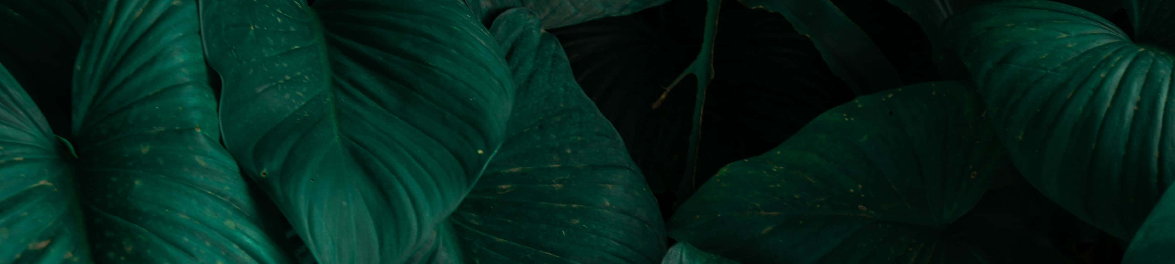Ang katahimikan ng kagandahan ng kalikasan Wallpaper