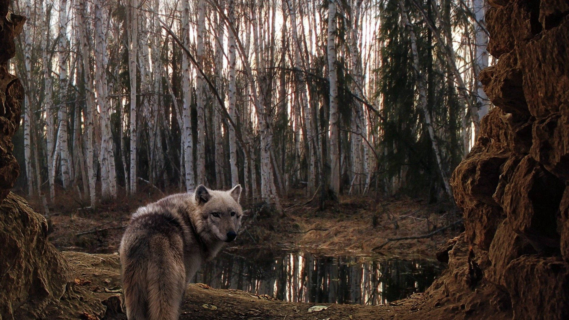 Ang ligaw na kagandahan ng isang makapangyarihang lobo sa kanyang natural na tirahan. Wallpaper
