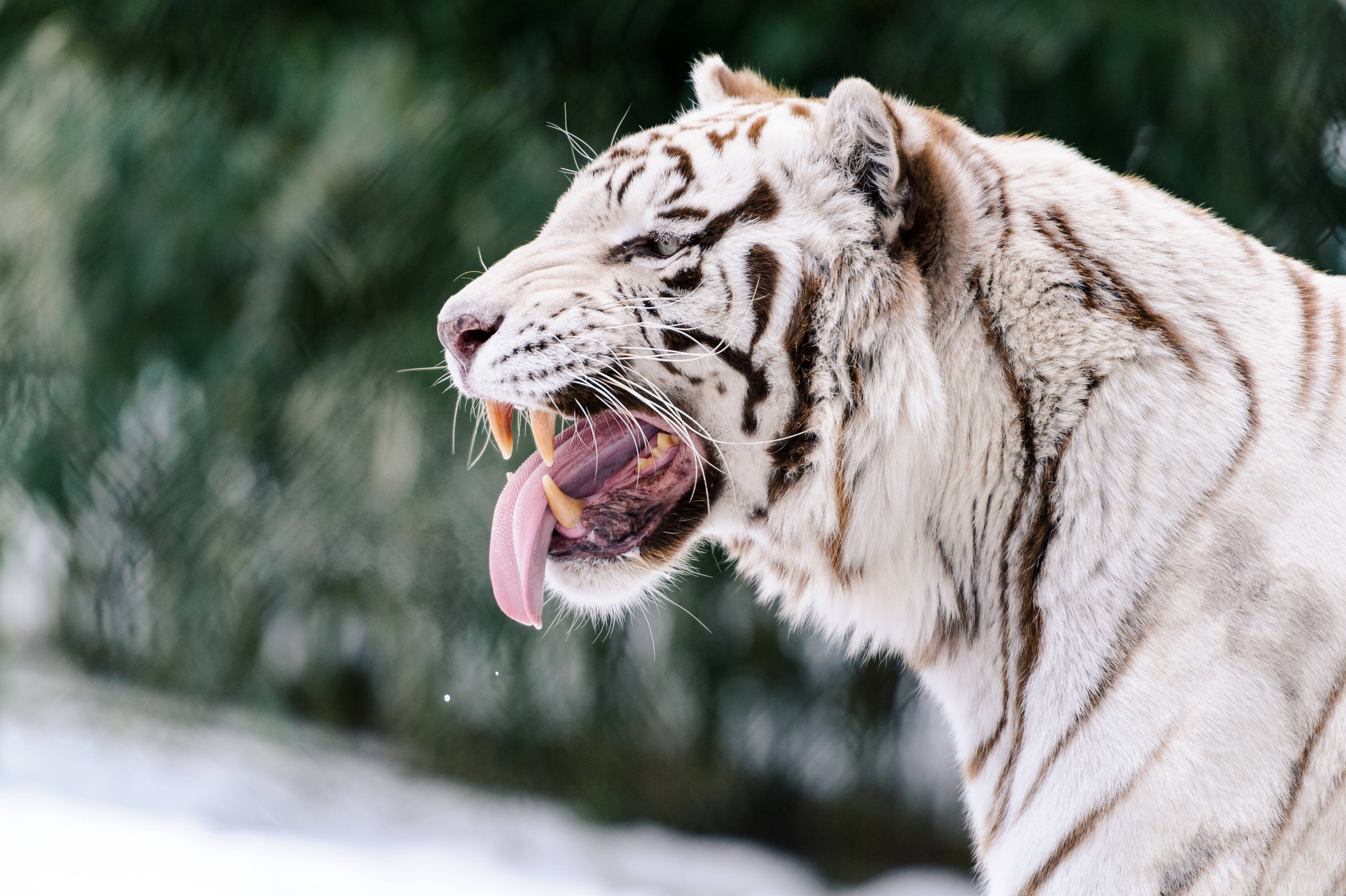 Ang Mabangis na Puting Tigre Wallpaper
