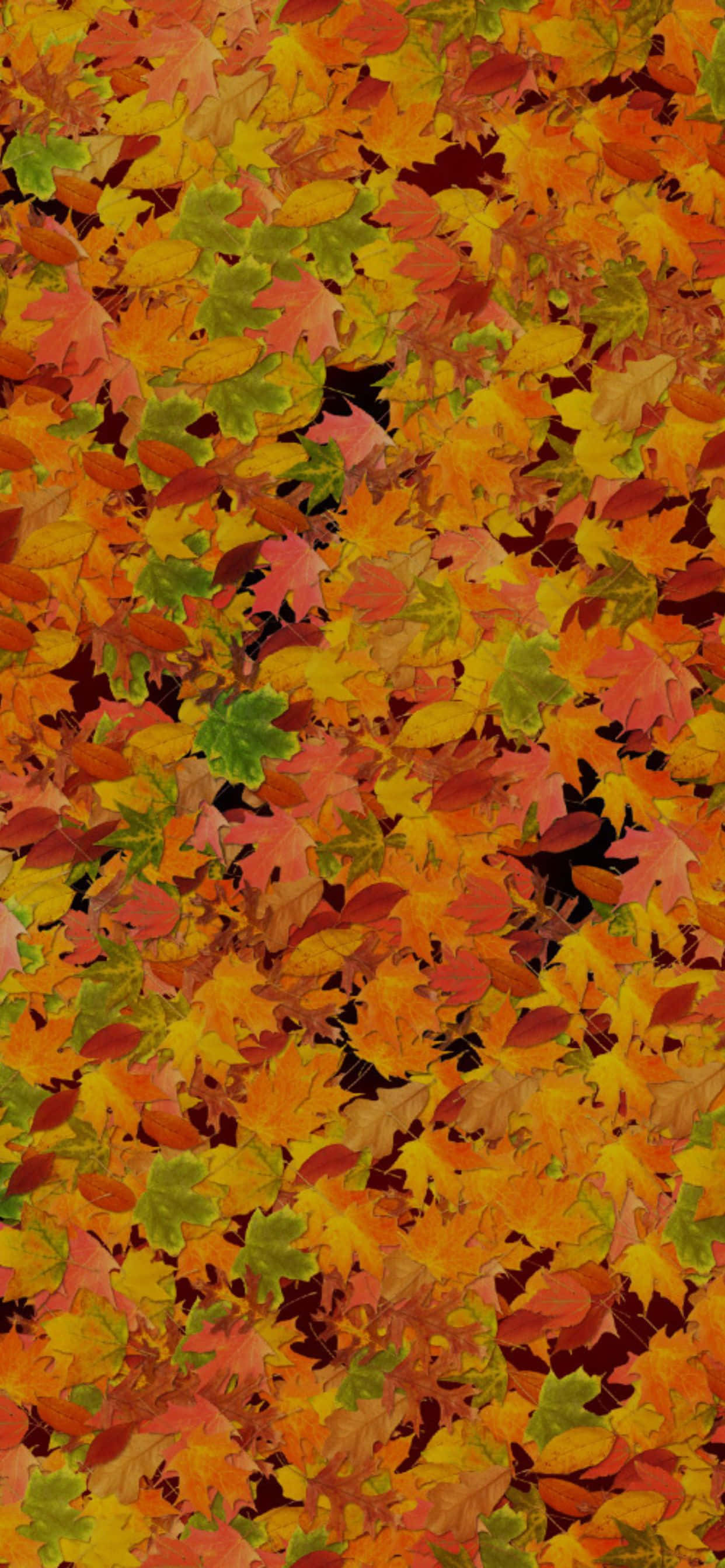 Ang magagandang kulay ng Autumn ay nagpipintura sa iPhone XS Max Wallpaper