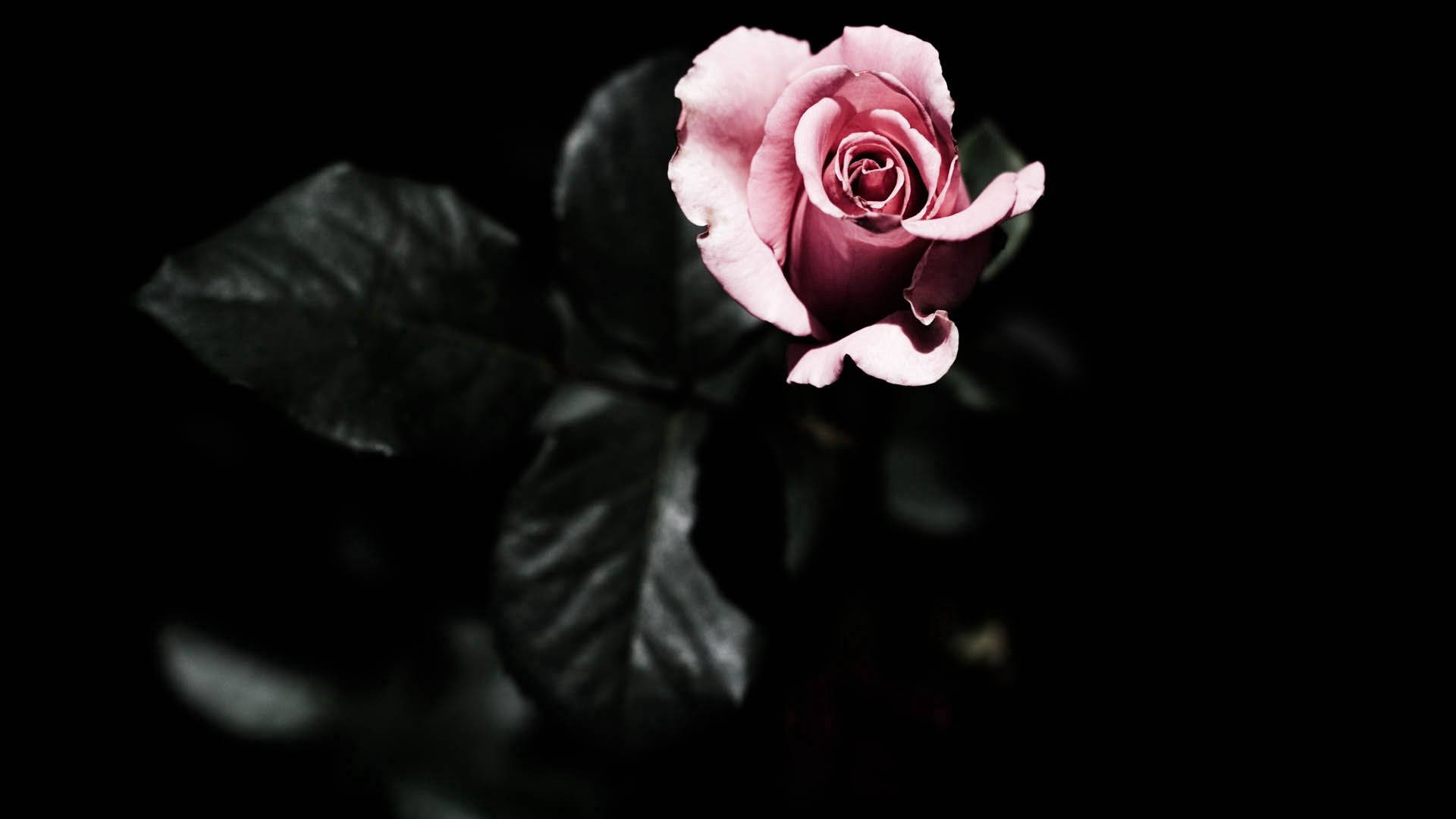 Ang Magandang Talulot ng Rosas Wallpaper