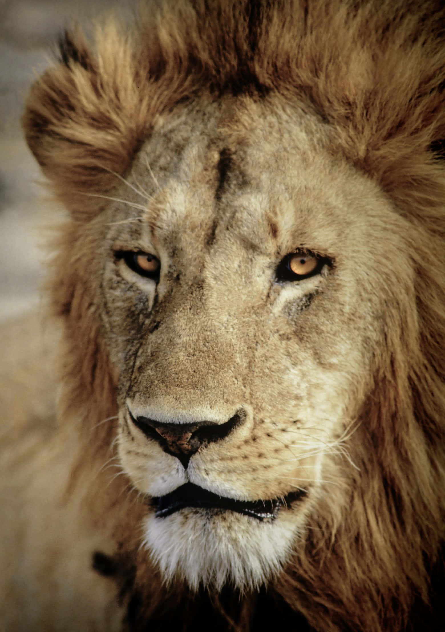 Ang Majestic Roar ng Lion Wallpaper