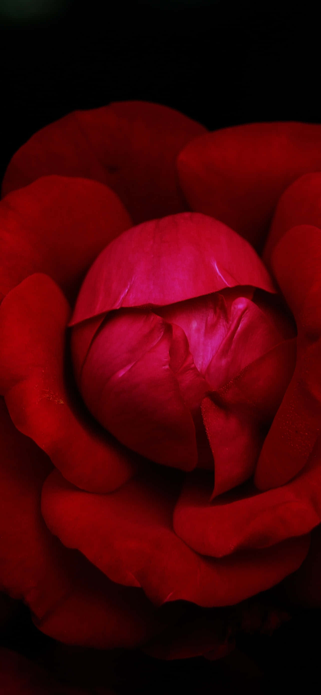 Ang makulay na kagandahan ng isang solong pulang bulaklak Wallpaper