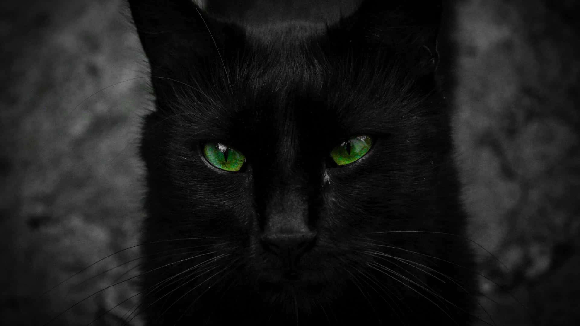 "Ang Malayang Pagtingin ng Isang Itim na Pusa" Wallpaper