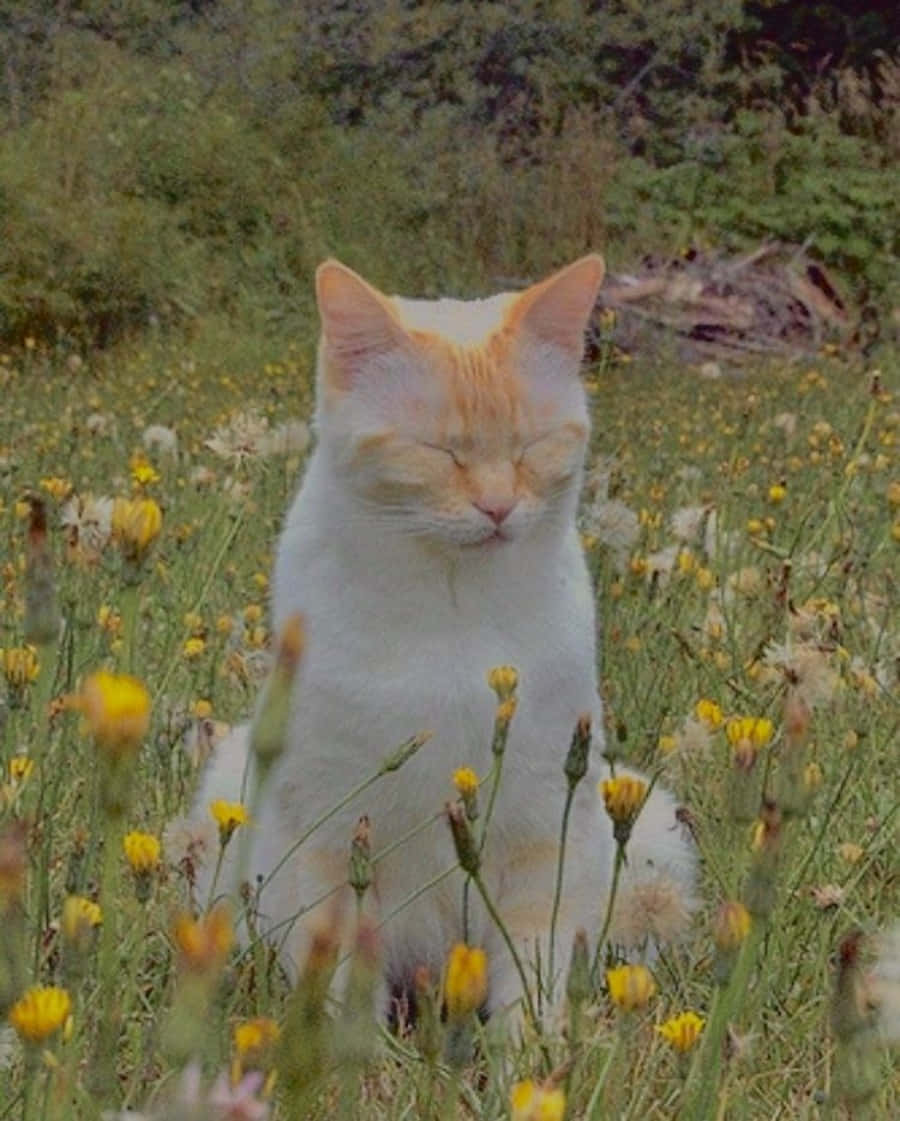 Ang maringal na Aesthetic Cat ay handa nang harapin ang araw! Wallpaper