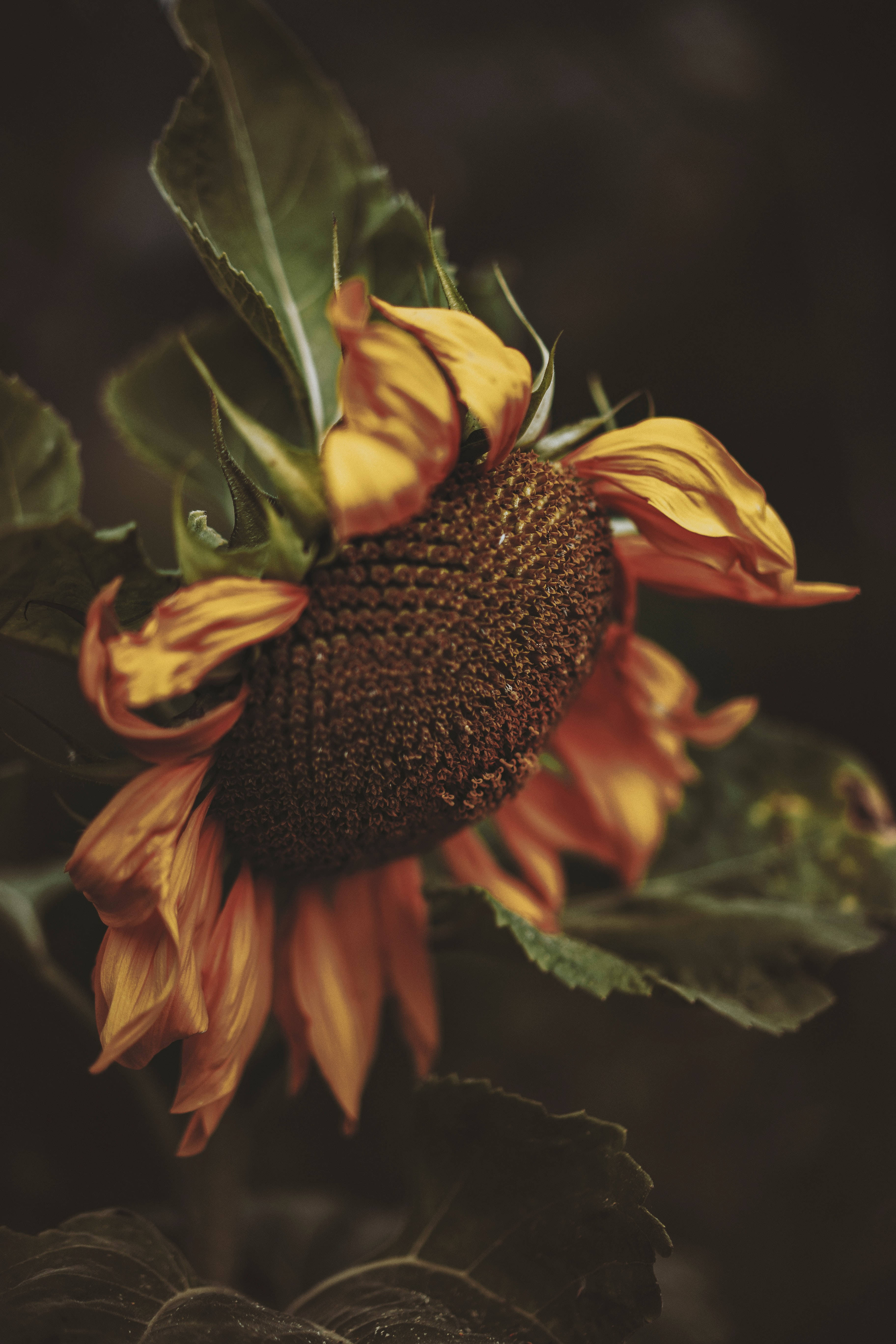 Ang masalimuot na kagandahan ng isang close-up na sunflower Wallpaper