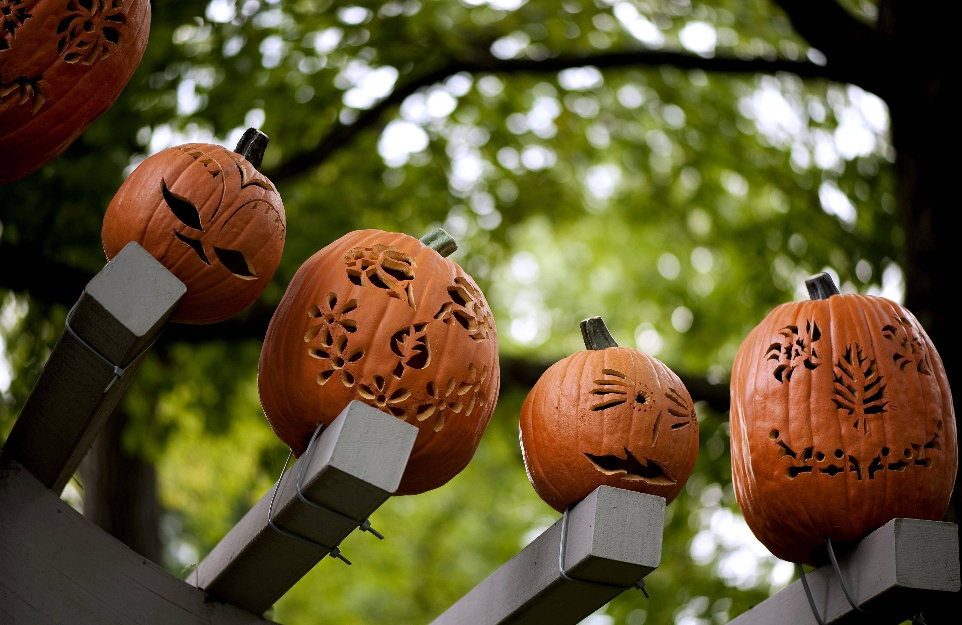 Ang mga nakakatakot na kalabasang ito ay siguradong magdadala ng nakakabiglang takot ngayong Halloween! Wallpaper