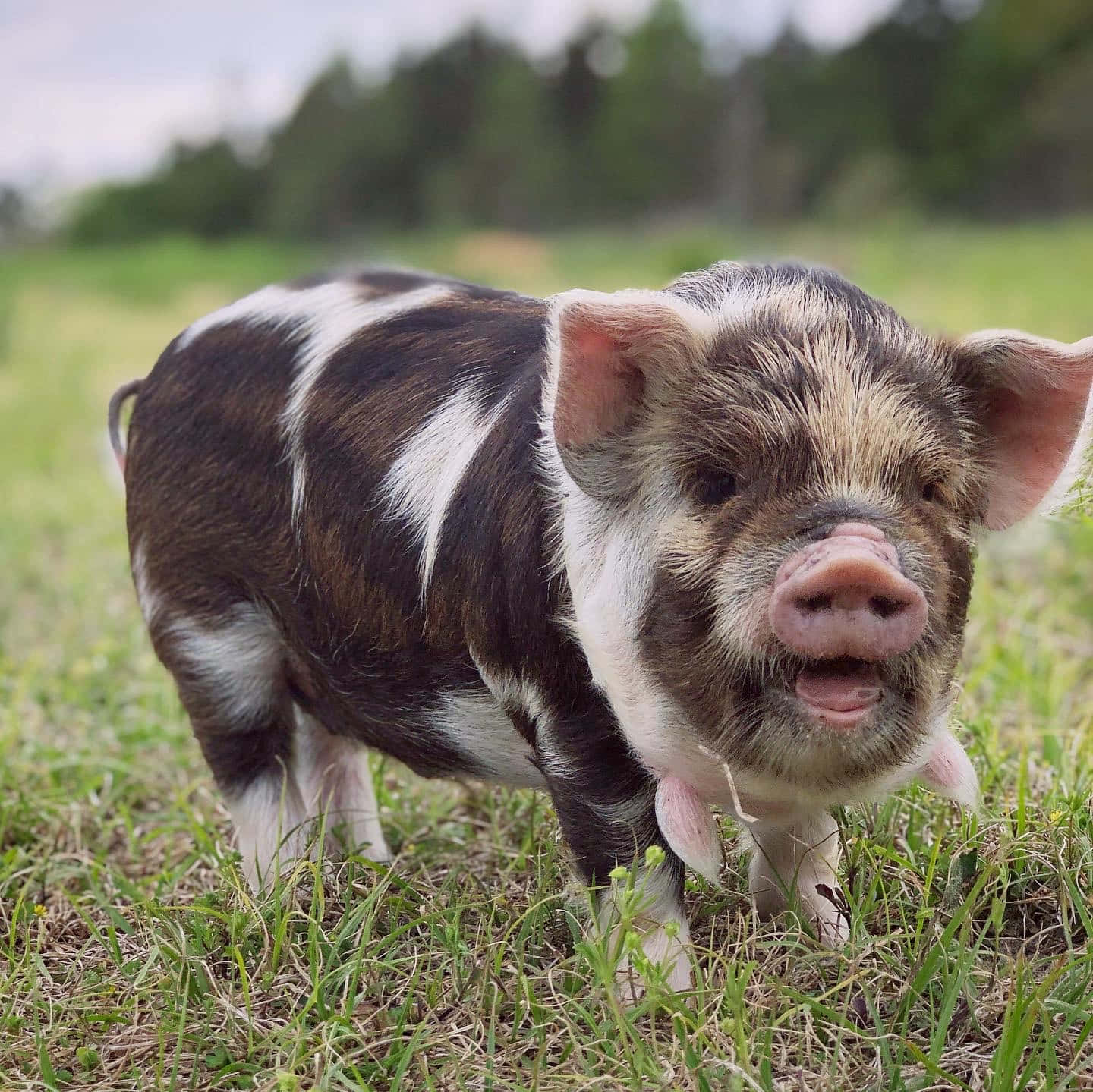 Ang munting baboy na ito ay masaya at kuntento Wallpaper