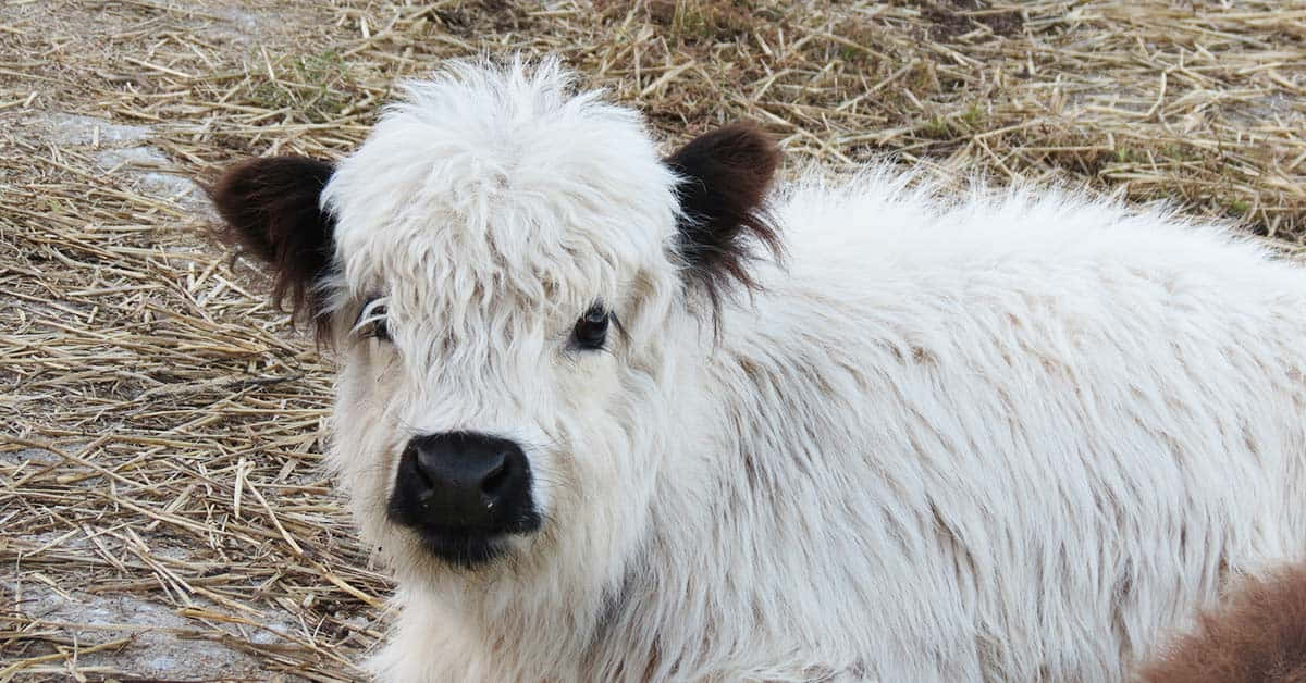 Ang Napaka-Cute na Munting Baka ay Talagang Kaakit-akit Wallpaper