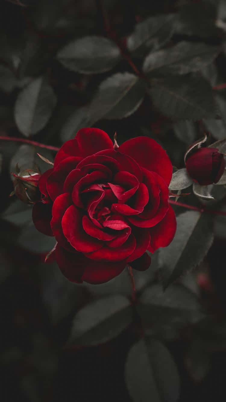 Ang Perpektong Rosas Wallpaper
