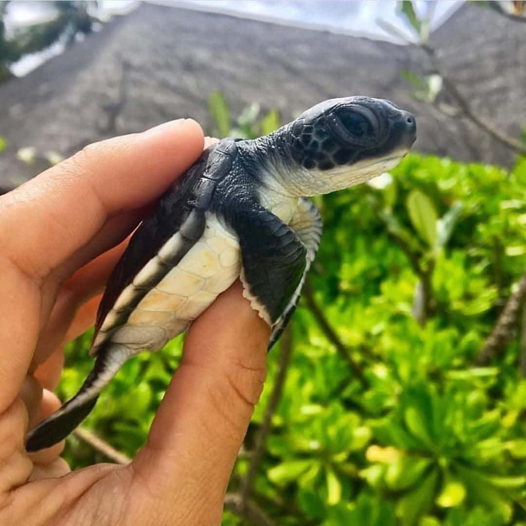 Ang Pinaka-cute na Pagong! Wallpaper