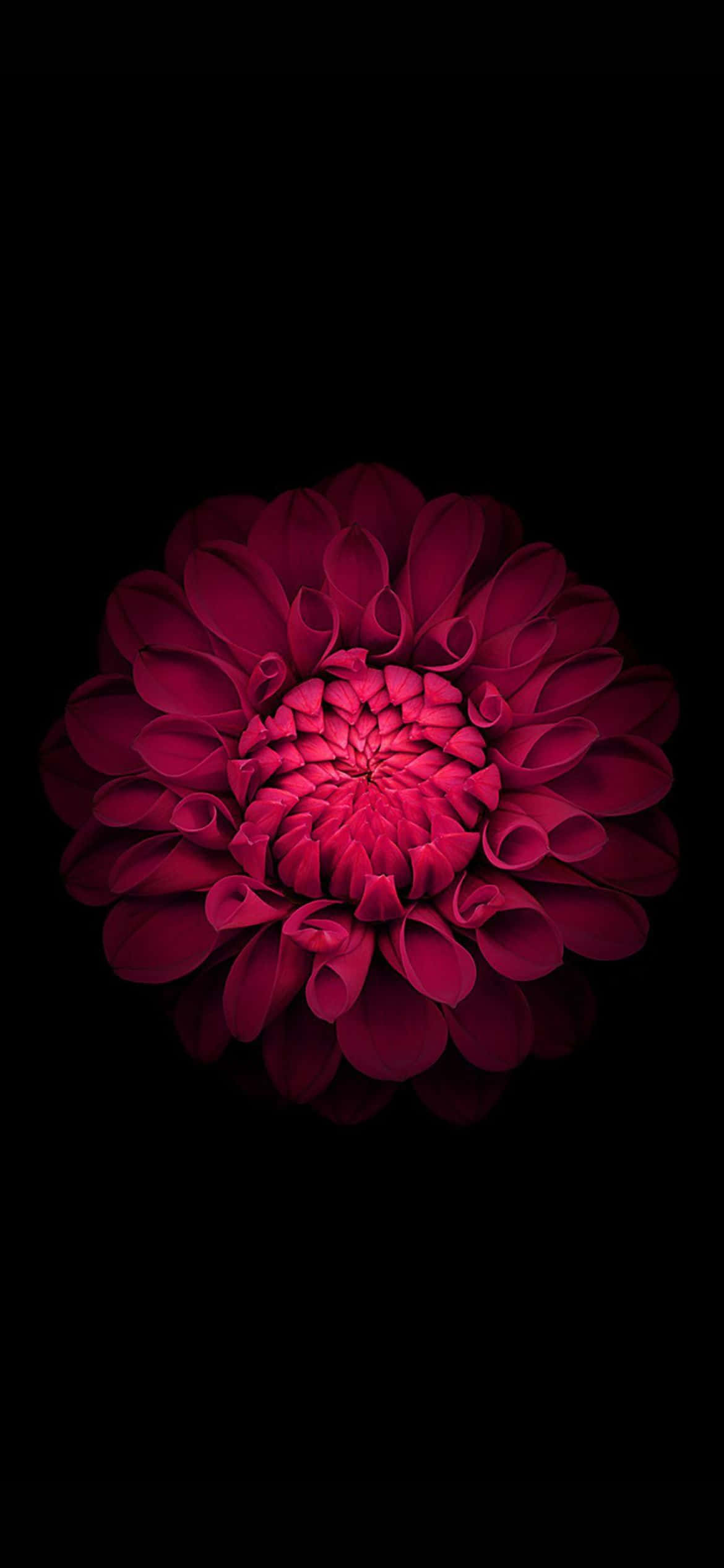 Ang Pinakabago at Pinakamahusay na iPhone 13 ng Apple Wallpaper