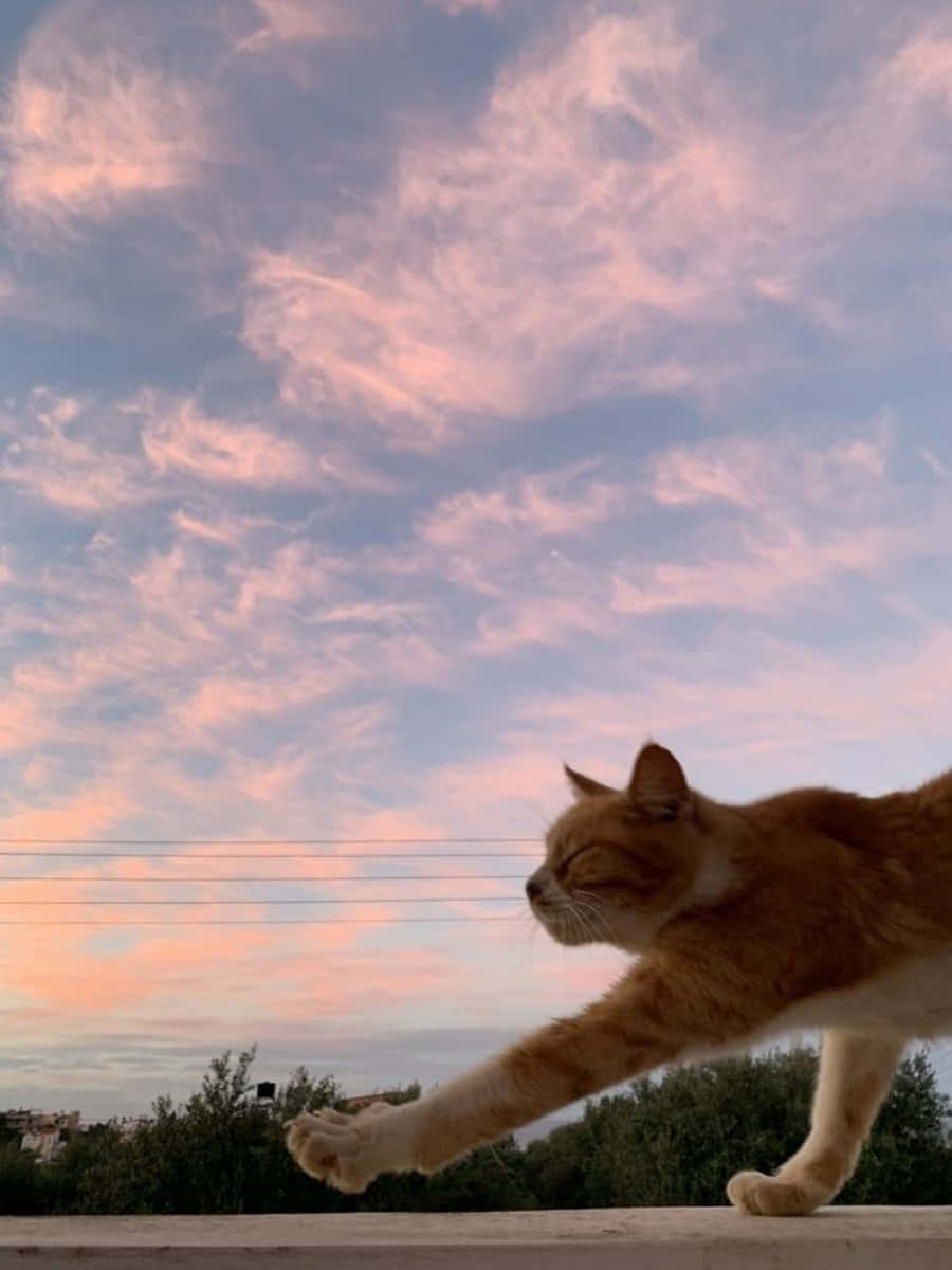 Ang Pinakamagandang Pusa na Aesthetic Wallpaper