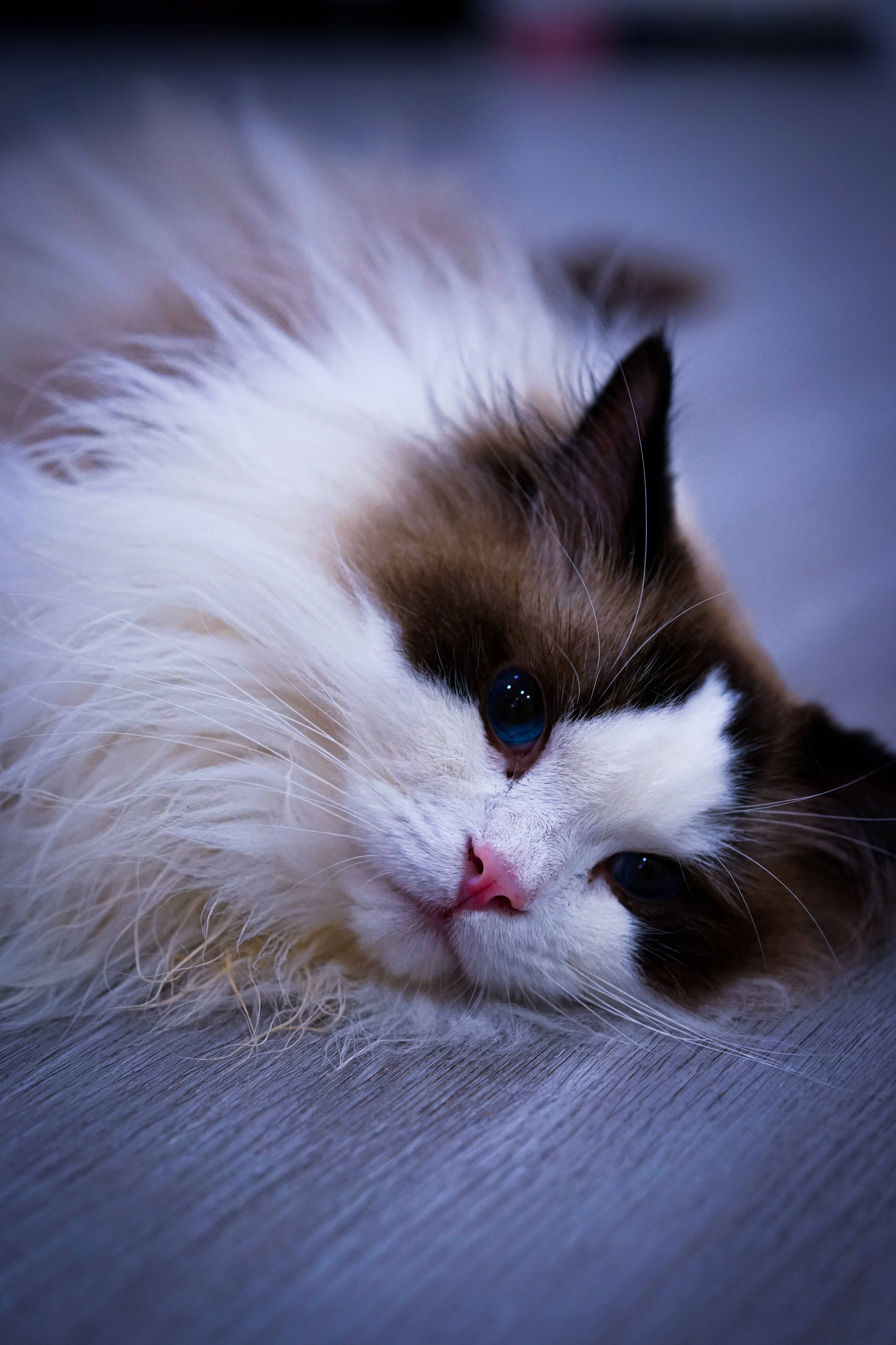 Ang Pretty na Kawaii na Pusa sa Kama Wallpaper