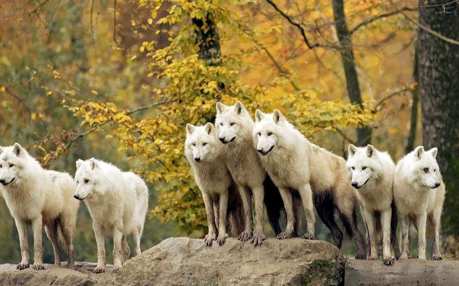 Angkan ng mga Lobo sa Kagubatan ng Taglagas Wallpaper