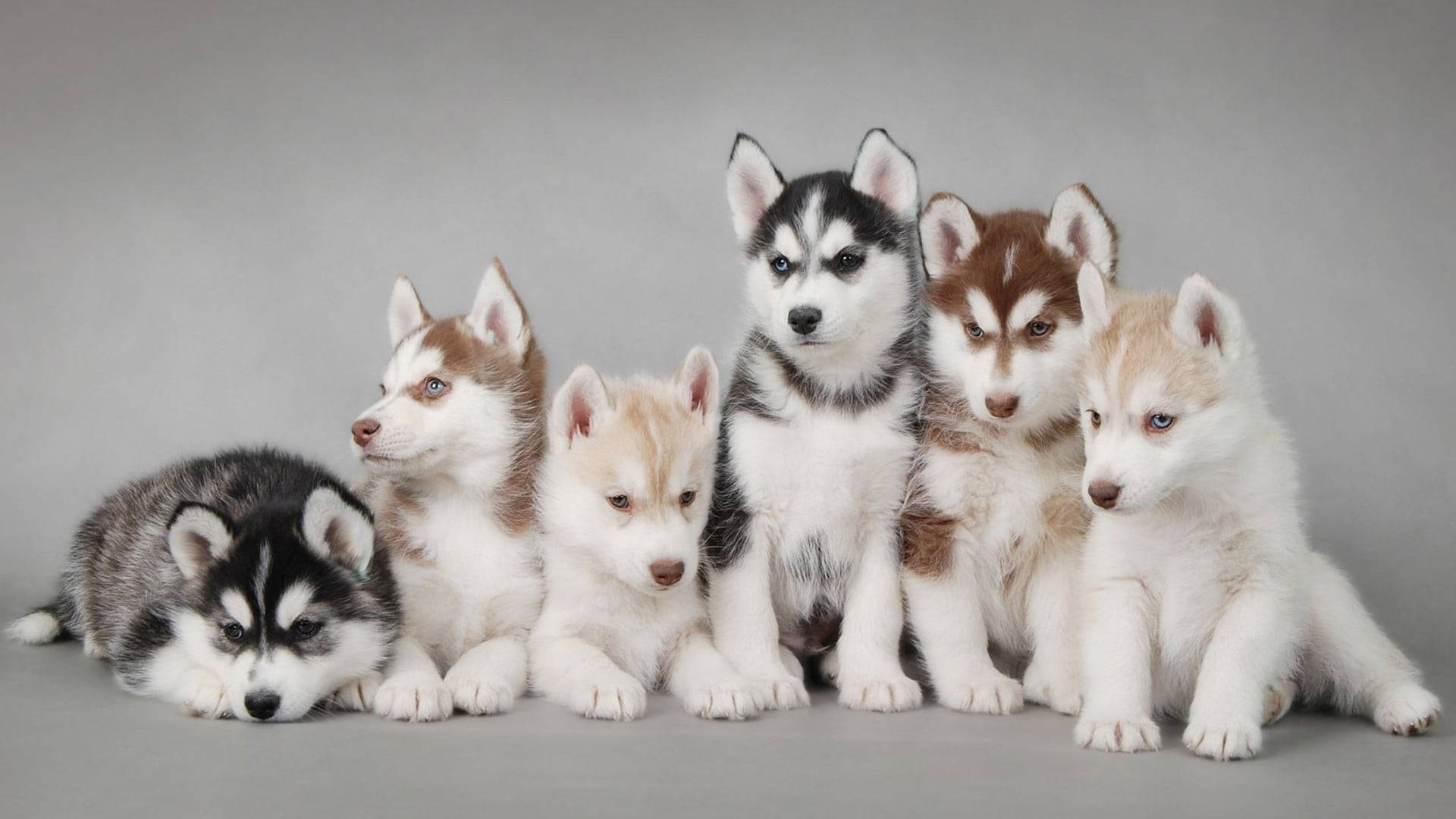 Anim na Husky Puppy Photoshoot Wallpaper