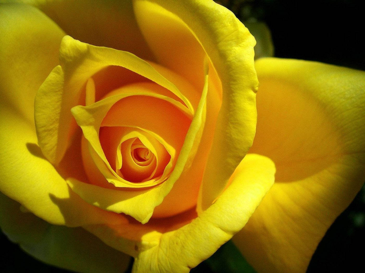 Anino ng Dilaw na Rosas Wallpaper