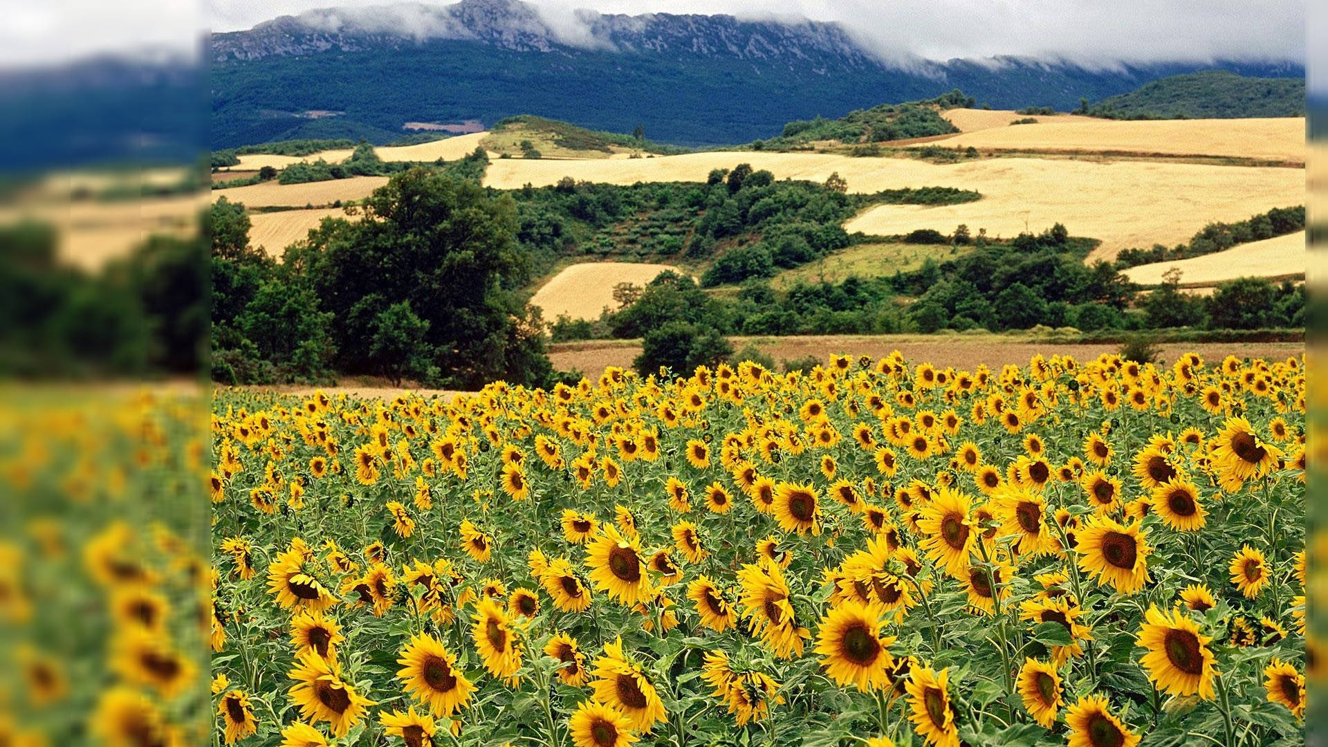 Araw-araw na Sunflower Field Desktop Wallpaper