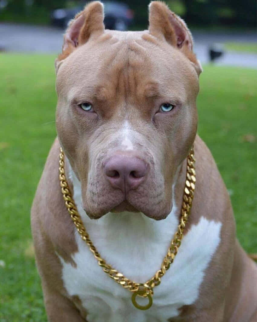 Aso Pitbull na May Gintong Kwintas Wallpaper