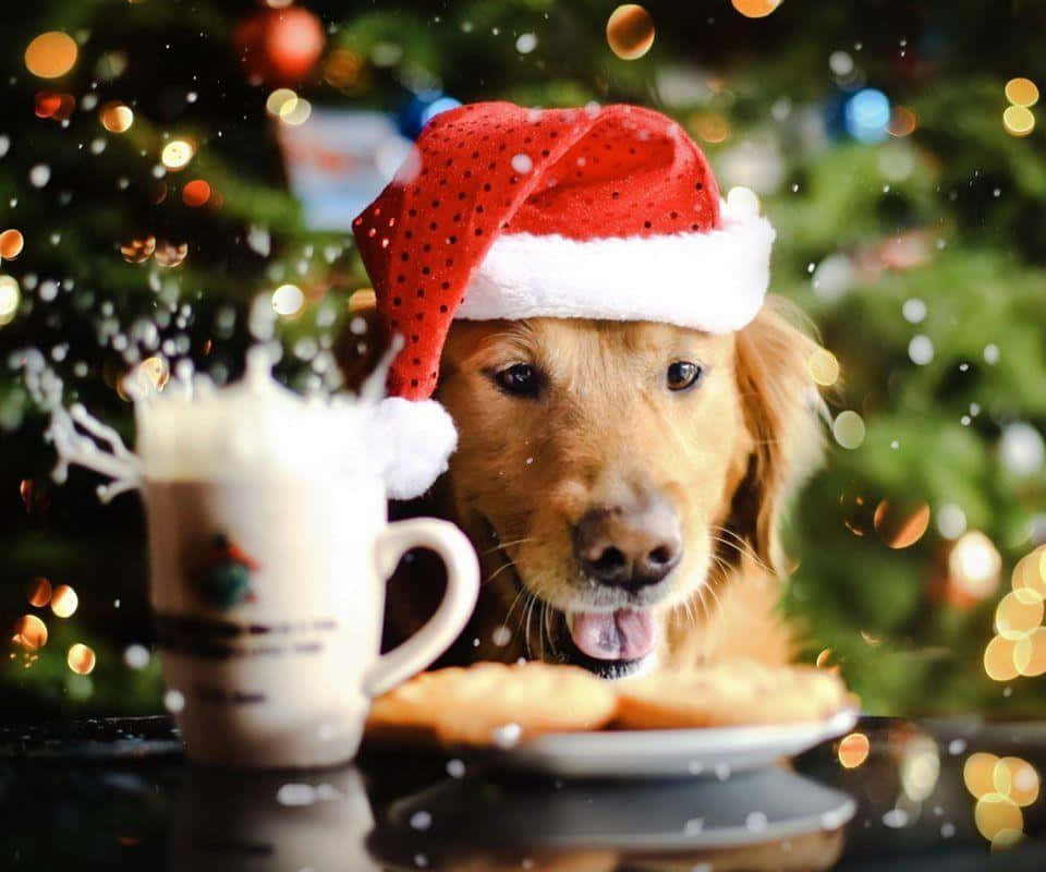 Aso sa Pasko na May Cookies at Egg Nog Wallpaper