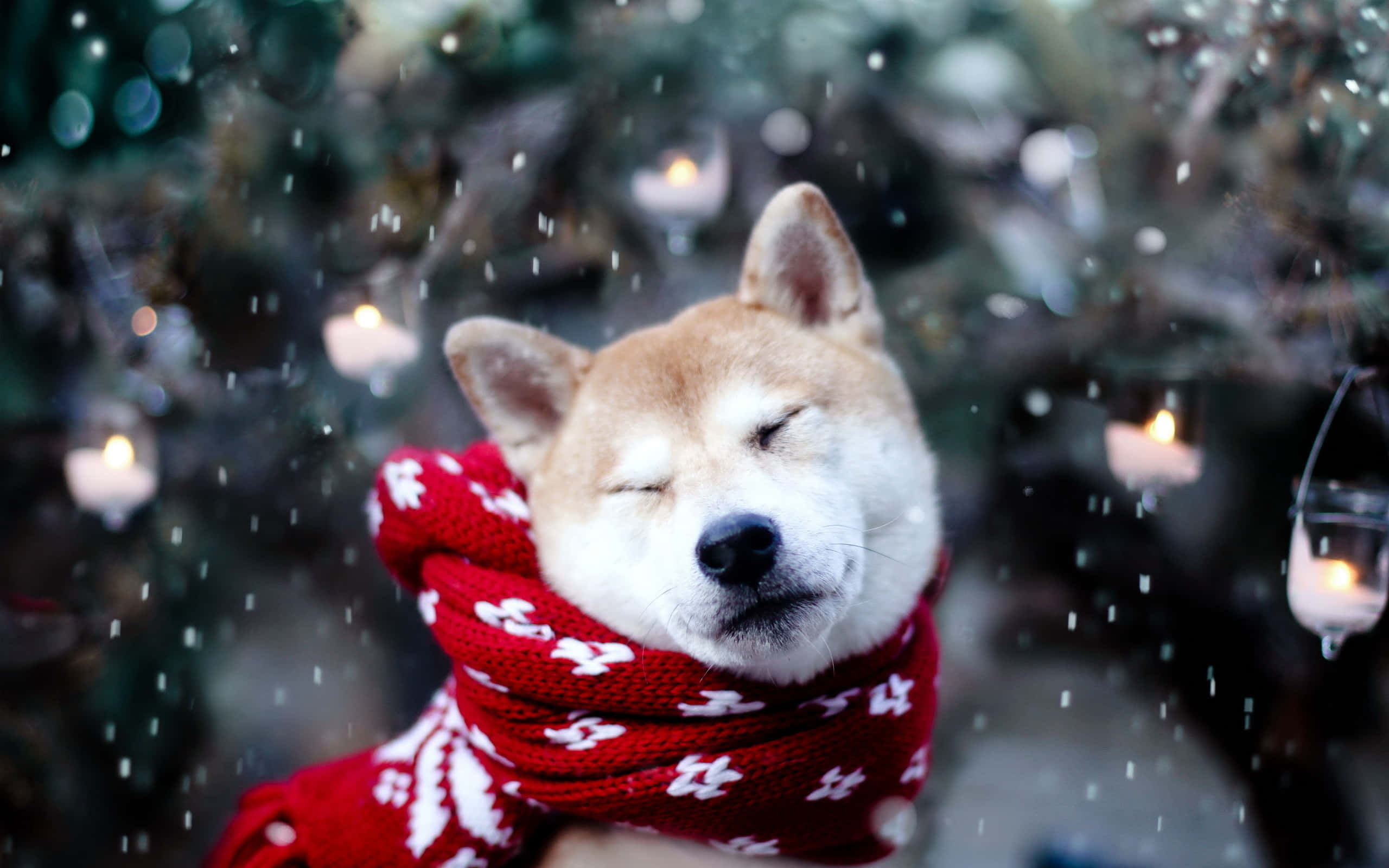 Aso Shiba sa Niyebeng Pasko Wallpaper