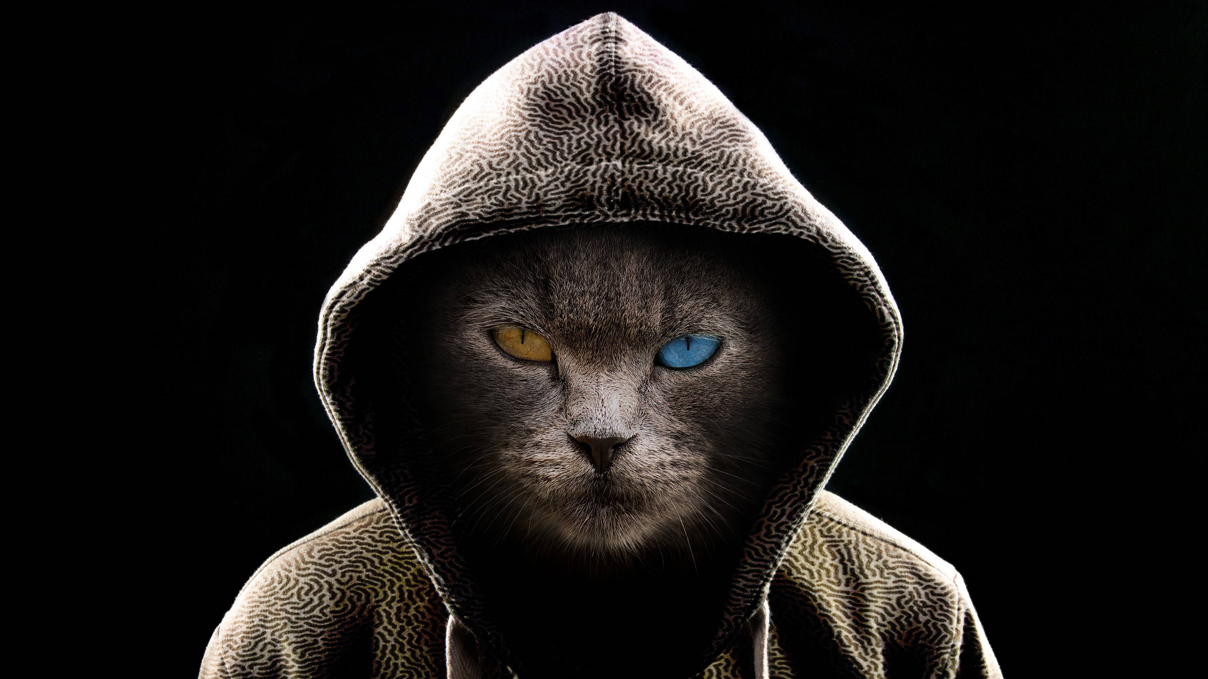 Astig na Itim na Pusa na Naka-hoodie na Computer Wallpaper