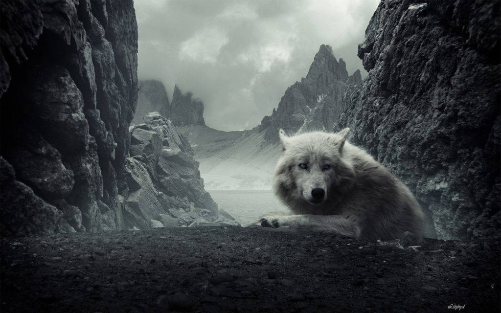 Astig na Lobo sa Rocky Mountains Wallpaper