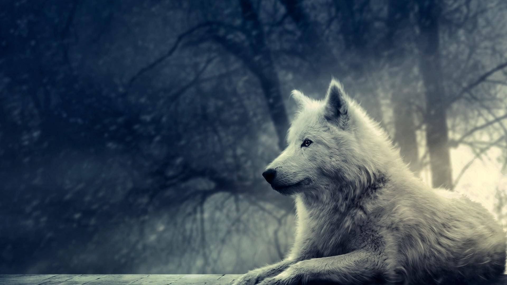 Astig na Lobo sa Kagubatan Wallpaper