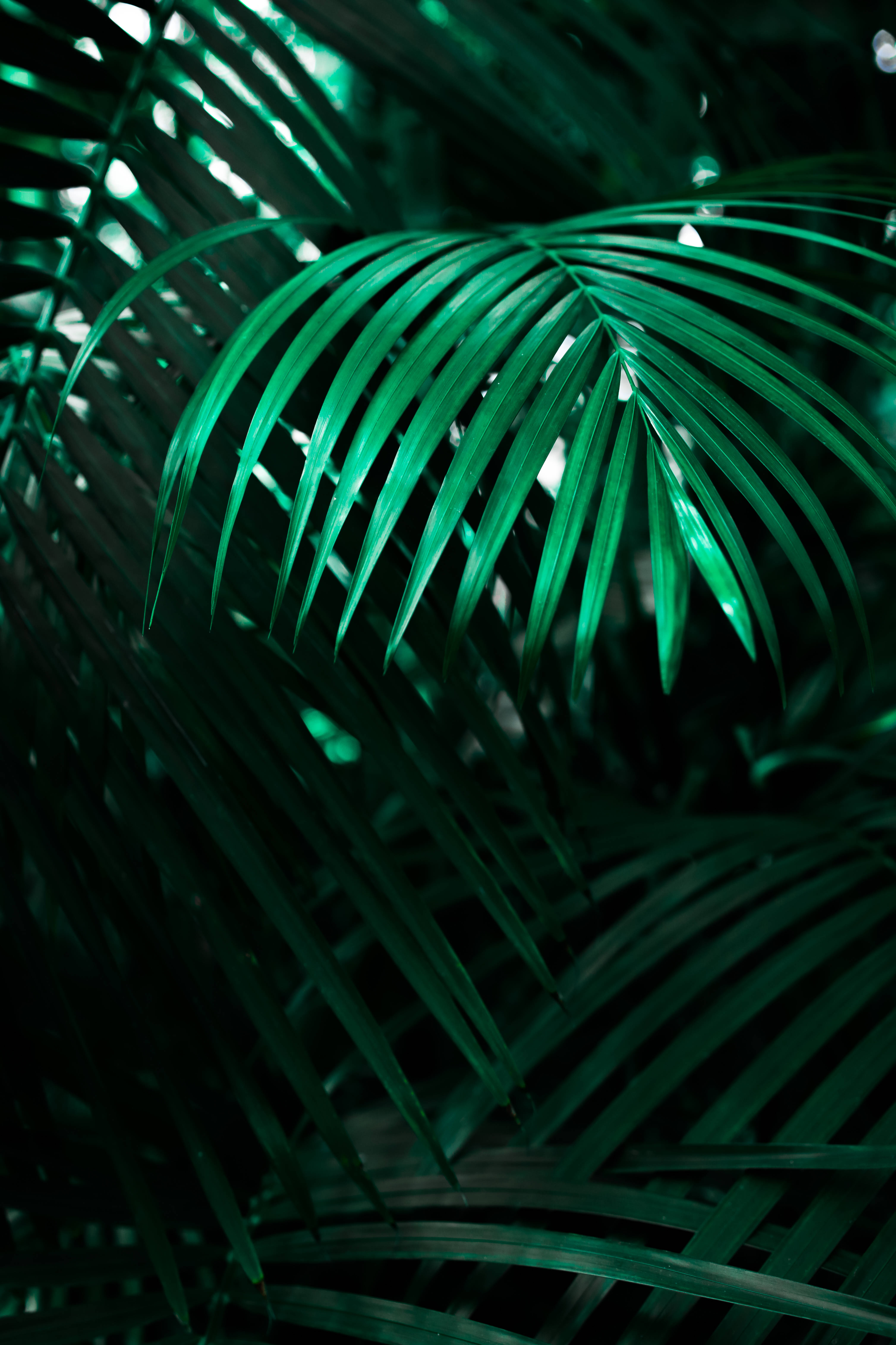 Astig na Neon Wolf Lock Screen Wallpaper