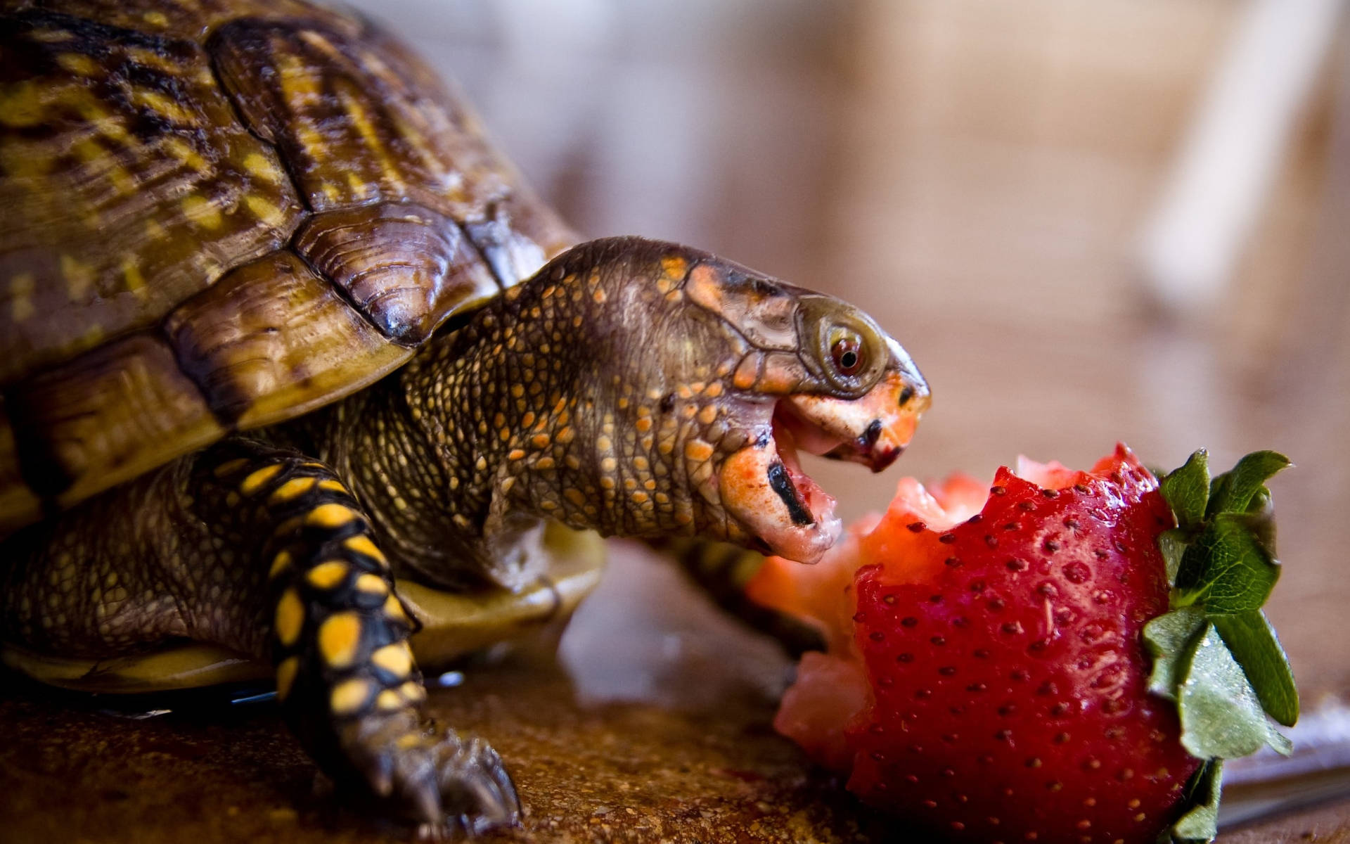 Astig na Pagong na Kumakain ng Strawberry Wallpaper