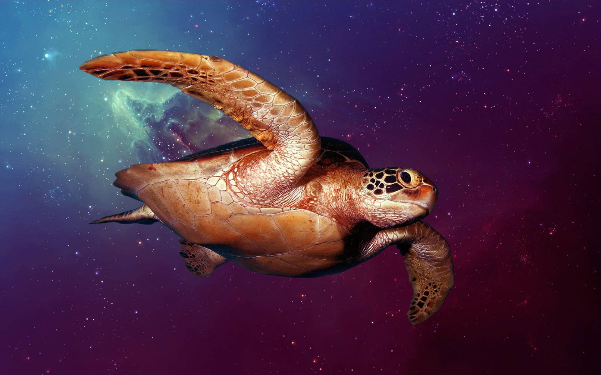 Astig na Pagong sa Kalawakan Wallpaper