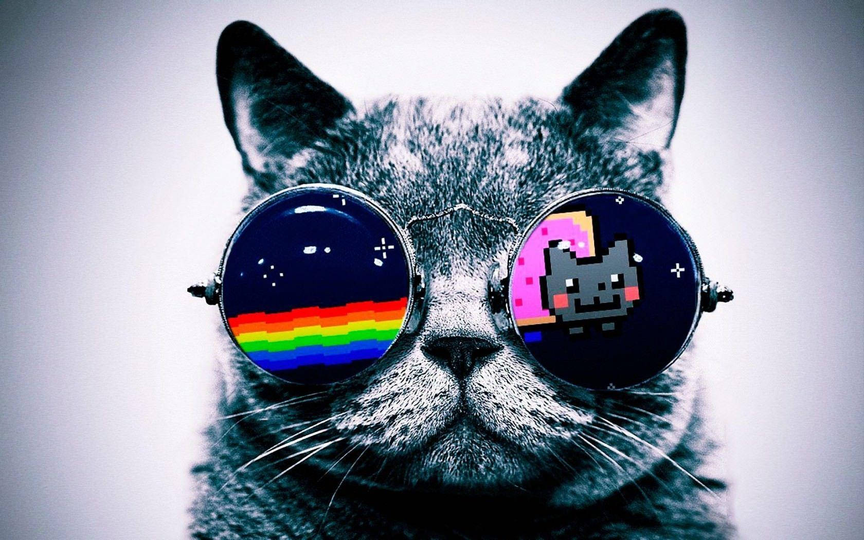 Astig na Pusa na May Sunglasses Wallpaper